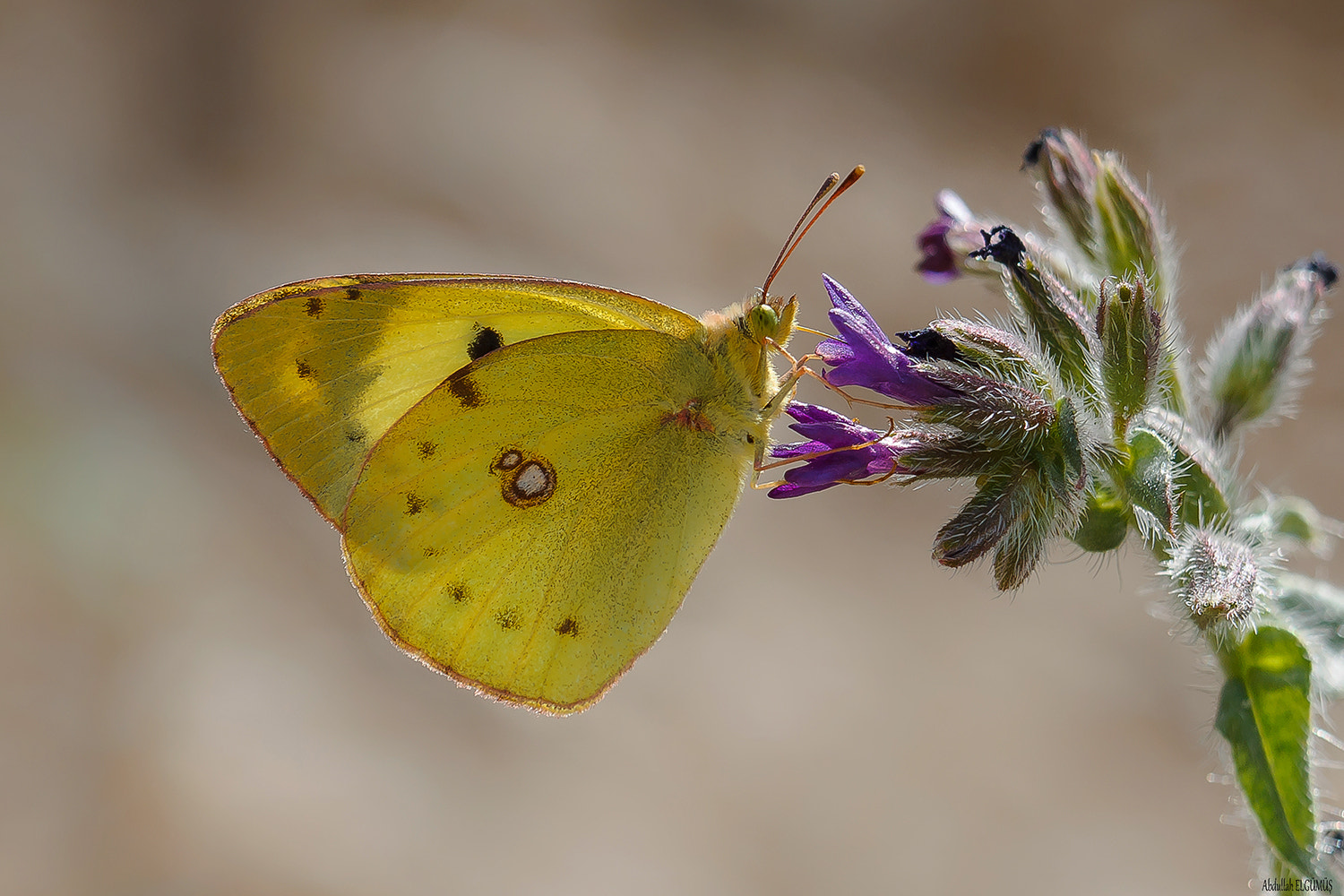 Canon EF 100mm F2.8 Macro USM sample photo. Güzel azamet  /colias alfacariensis photography
