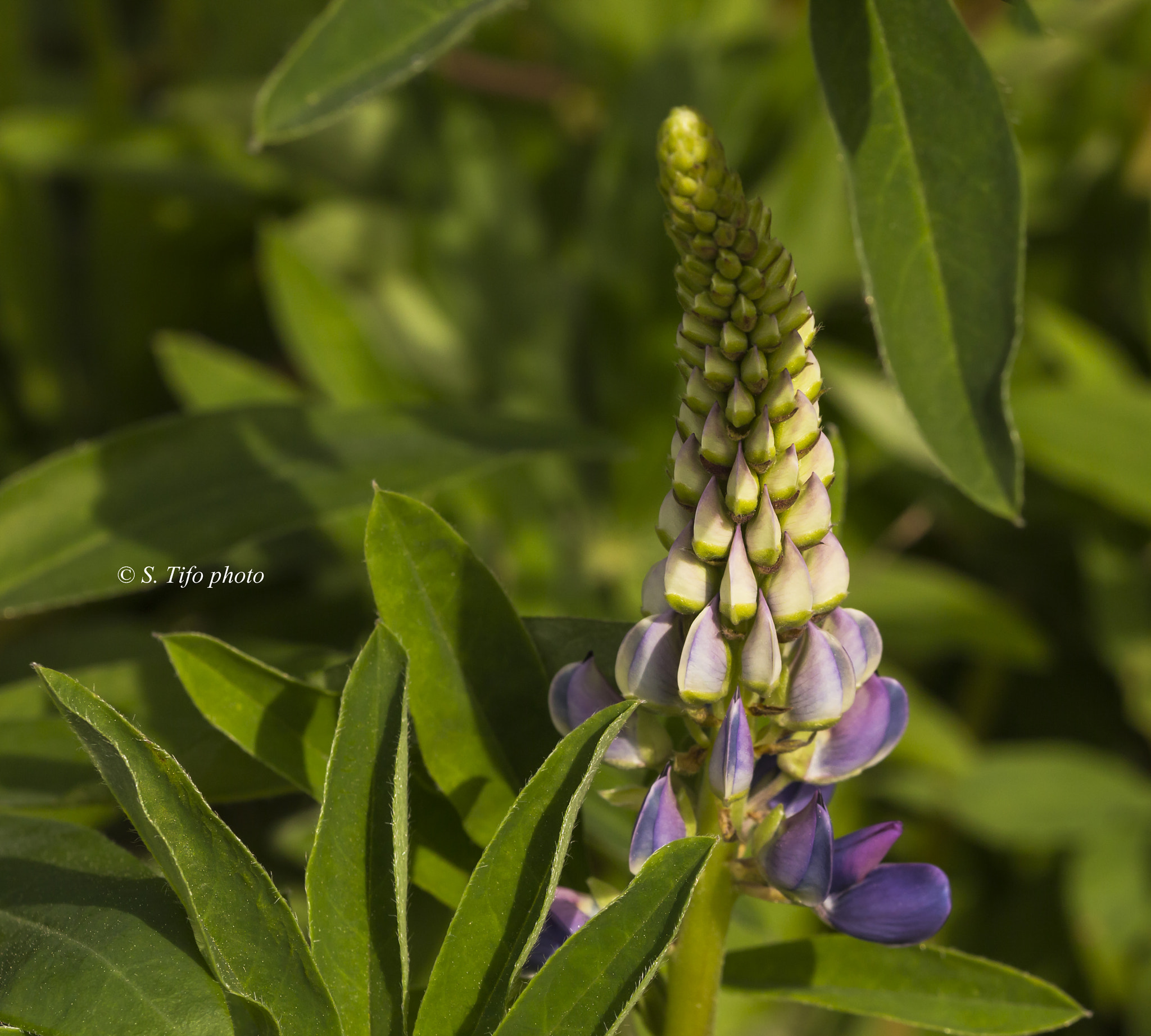 Sigma 105mm F2.8 EX DG OS HSM sample photo. Little shadow .. photography