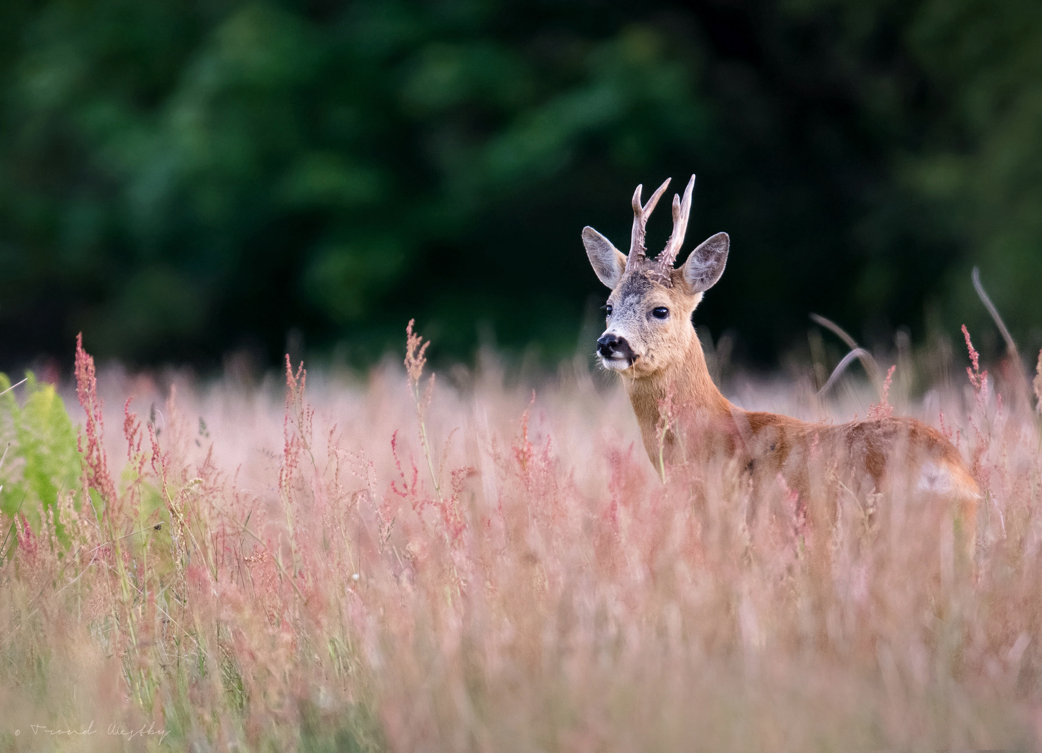 Nikon AF-S Nikkor 300mm F2.8G ED VR II sample photo. Roe deer photography