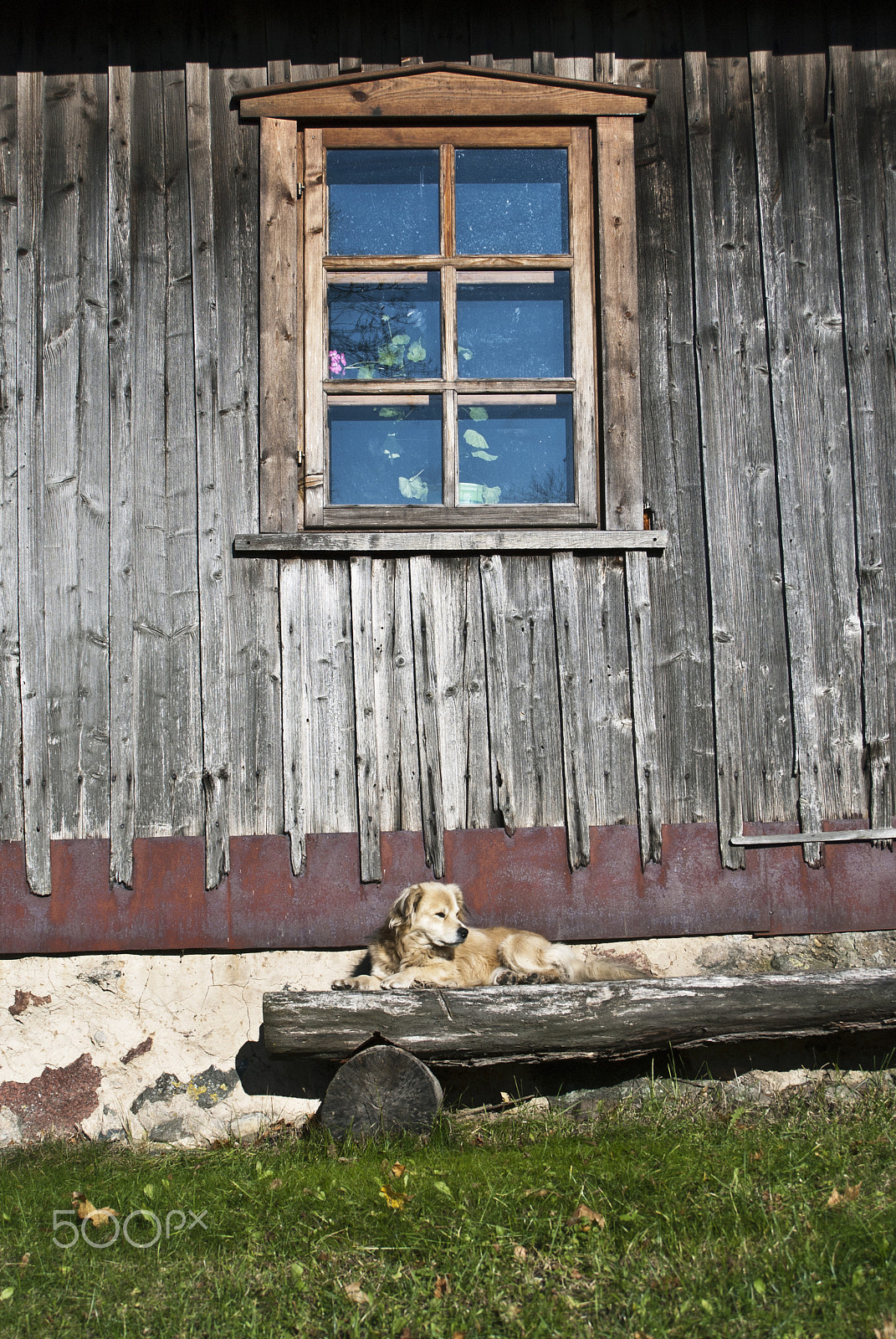 Nikon D80 sample photo. Dog on the bench photography