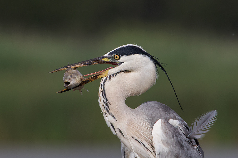 Canon EOS 7D Mark II + Canon EF 300mm F2.8L IS USM sample photo. Mouth, beak, feather photography