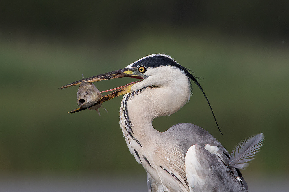 Canon EF 300mm F2.8L IS USM sample photo. Mouth, beak, feather photography