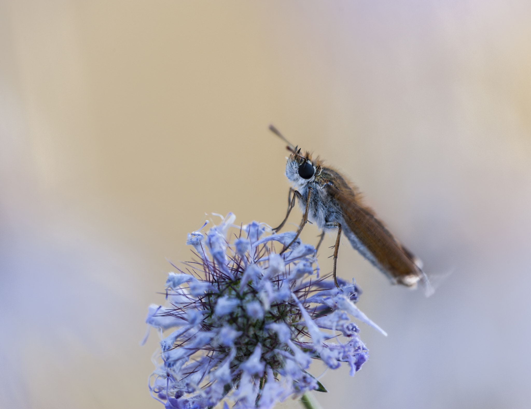 Sigma APO Macro 180mm F3.5 EX DG HSM sample photo. Mariposita photography