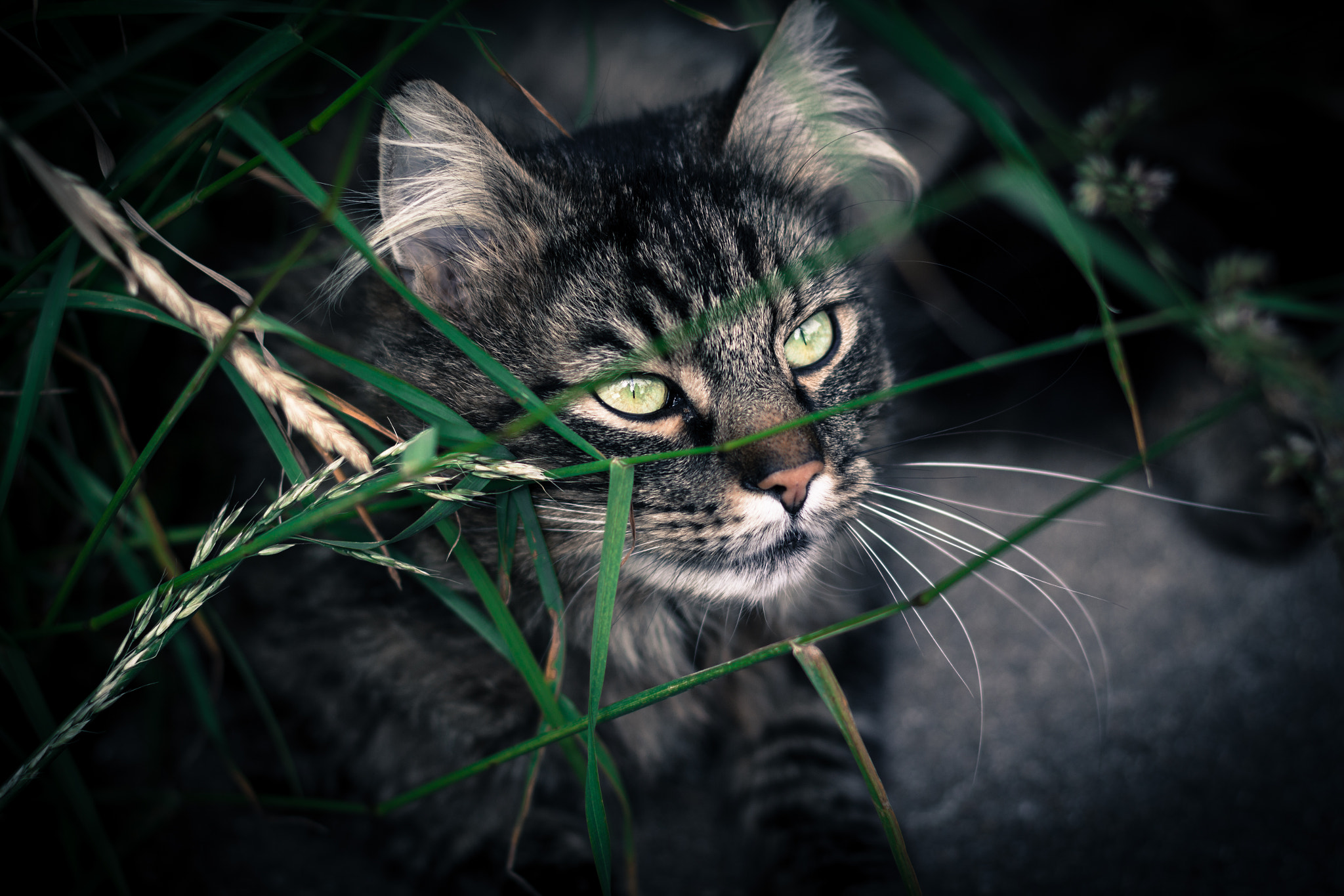 Canon EOS 600D (Rebel EOS T3i / EOS Kiss X5) + Canon EF 50mm F1.4 USM sample photo. Cat in the bush. photography