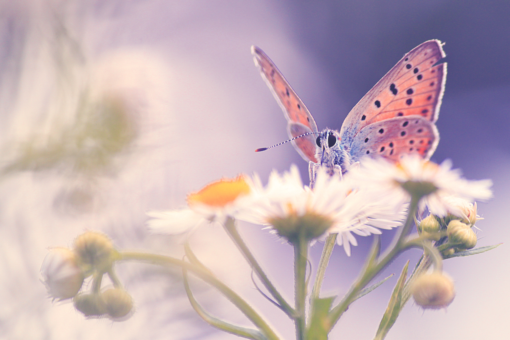 Canon EOS 500D (EOS Rebel T1i / EOS Kiss X3) sample photo. The last dance of a butterfly photography