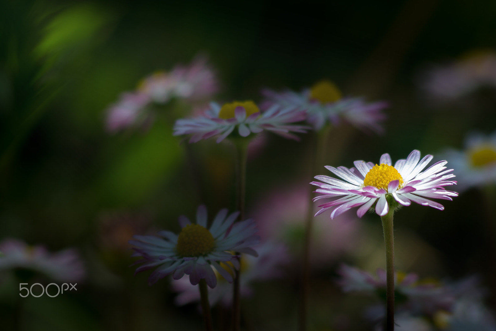 Nikon D7100 + AF Nikkor 70-210mm f/4-5.6D sample photo. Highlighted flower photography