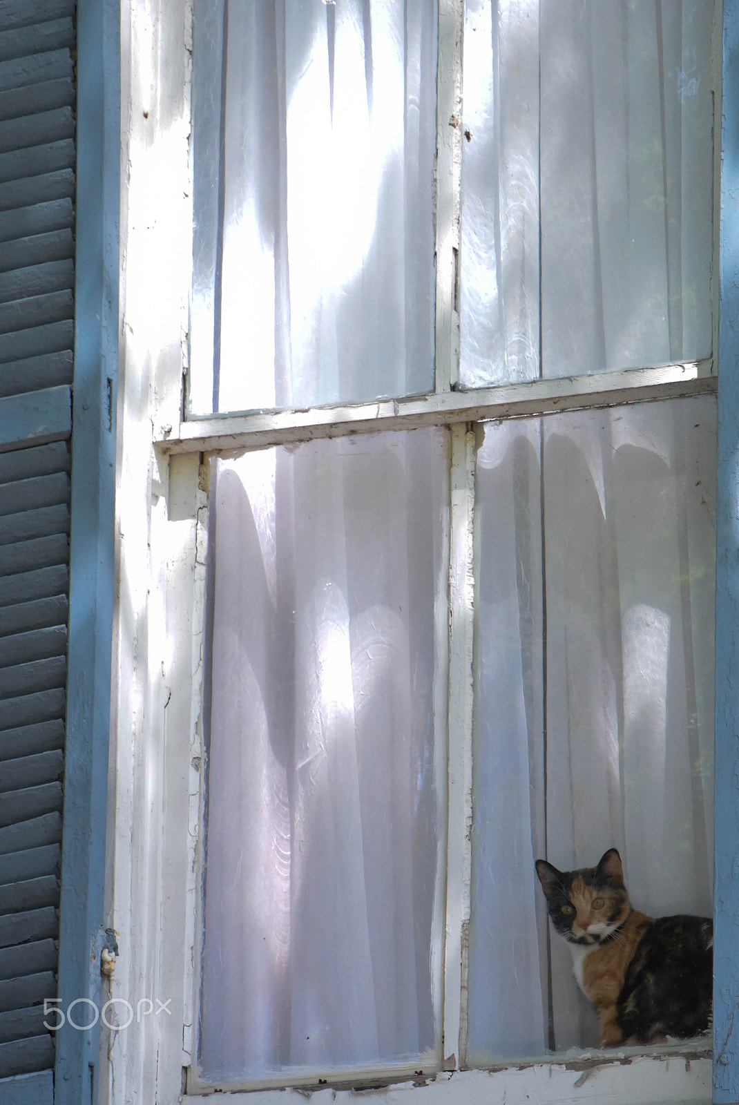 Nikon 1 Nikkor VR 30-110mm F3.8-5.6 sample photo. Cat watching photography