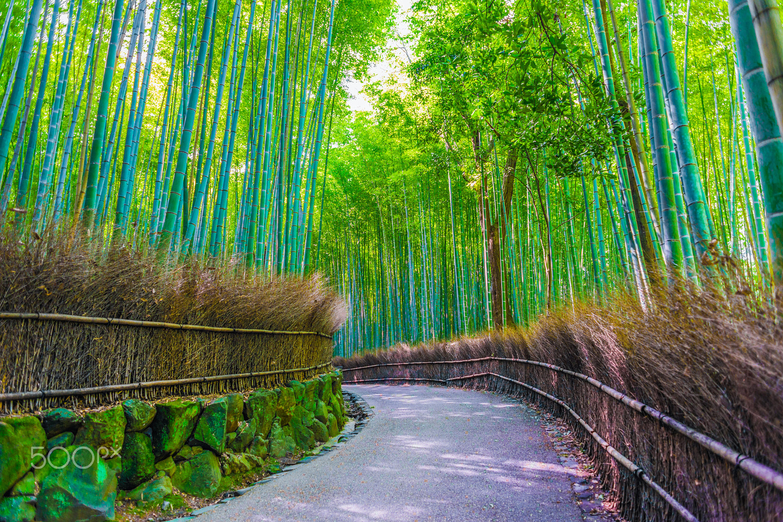 Nikon D800 + Nikon AF Nikkor 24mm F2.8D sample photo. Arashiyama bamboo grove photography