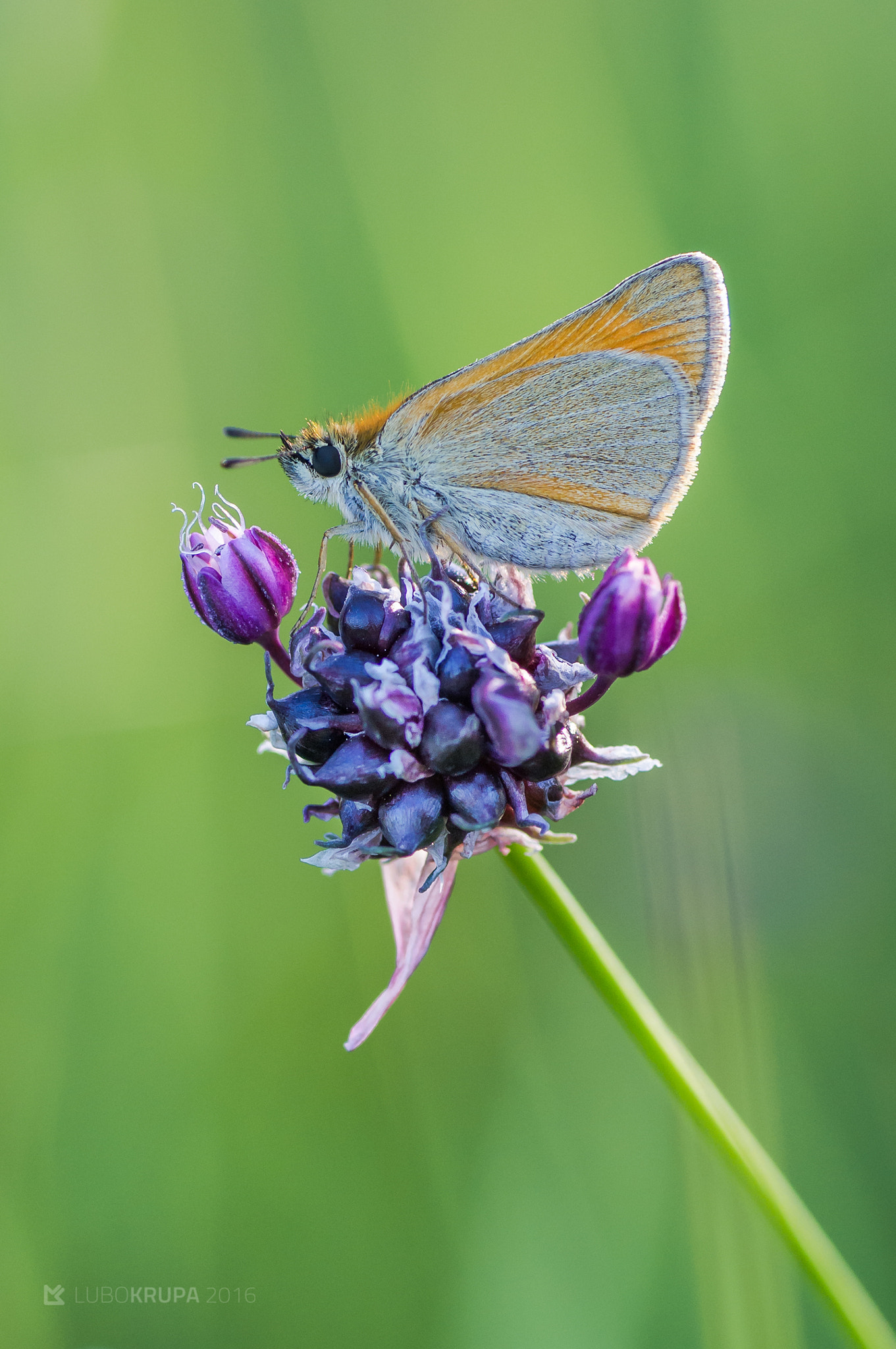 Pentax K-r + Tamron SP AF 90mm F2.8 Di Macro sample photo. Thymelicus sylvestris photography