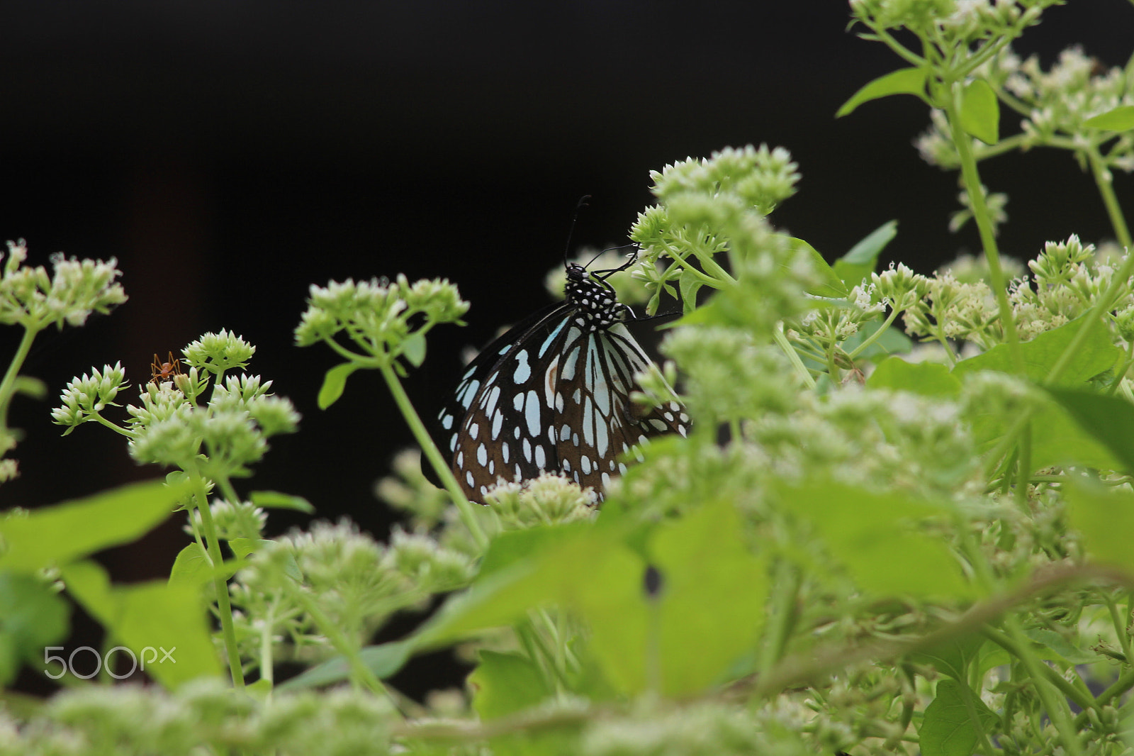 Canon EF 90-300mm F4.5-5.6 sample photo. Black butterfly photography
