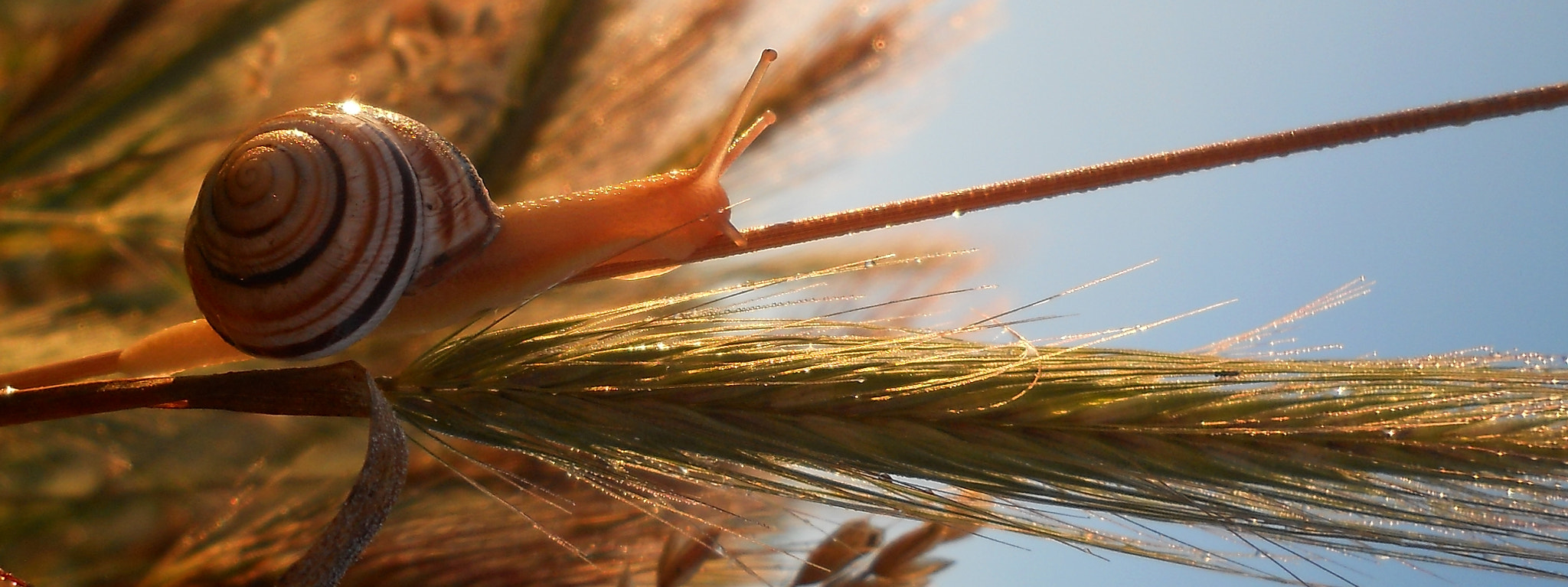 Nikon Coolpix L21 sample photo. Pannonian snail photography