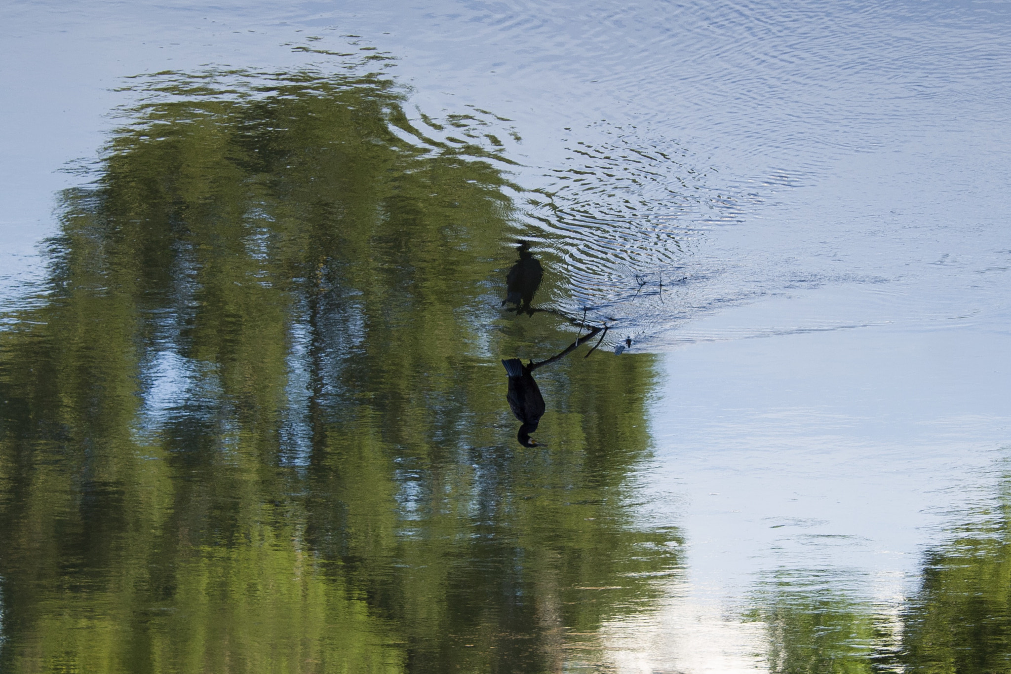 Canon EOS 100D (EOS Rebel SL1 / EOS Kiss X7) + Canon EF-S 18-55mm F3.5-5.6 III sample photo. Mr cormorant on a tree or on a tree branch over the water? photography