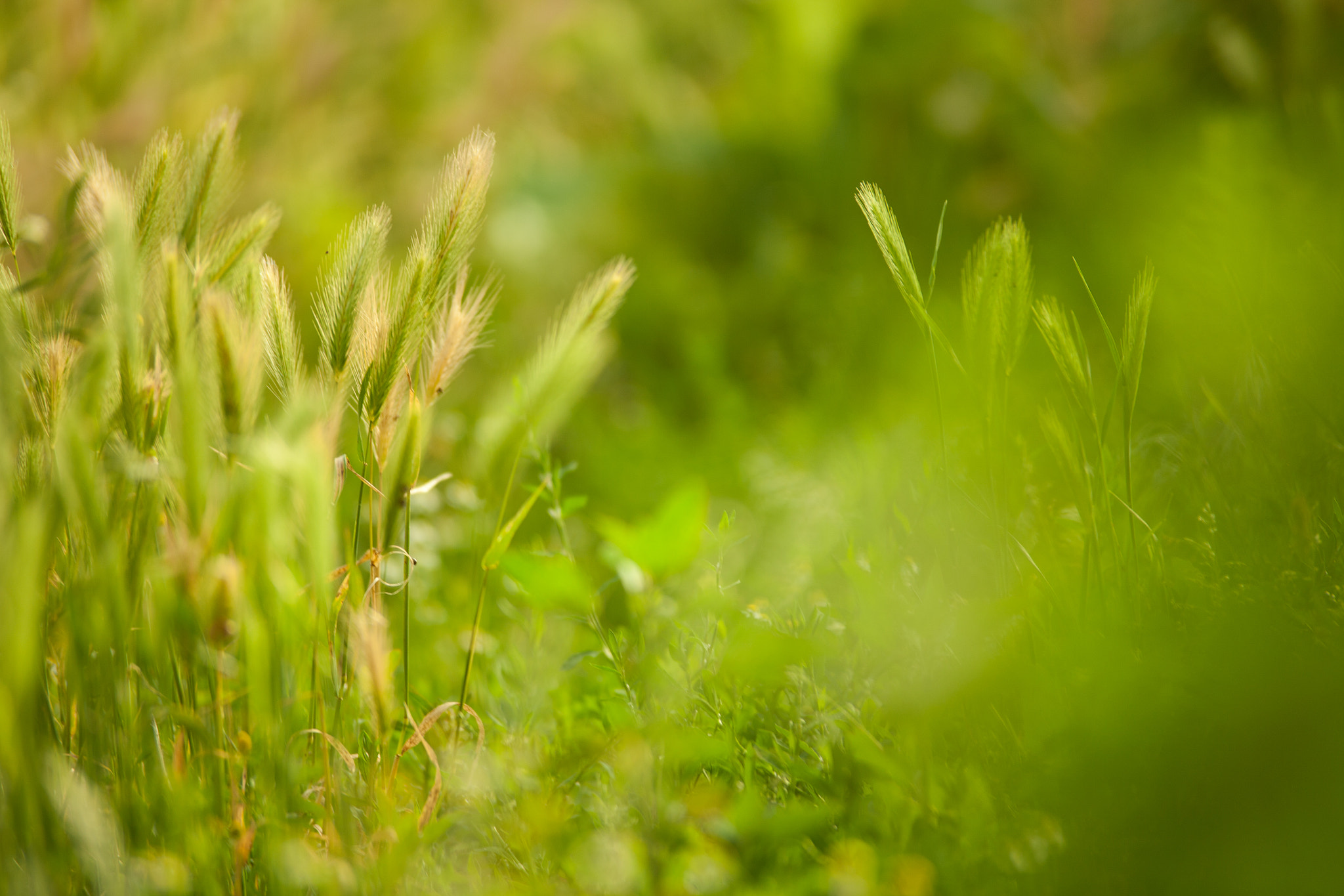 Canon EOS 5D sample photo. Green green grass of home photography