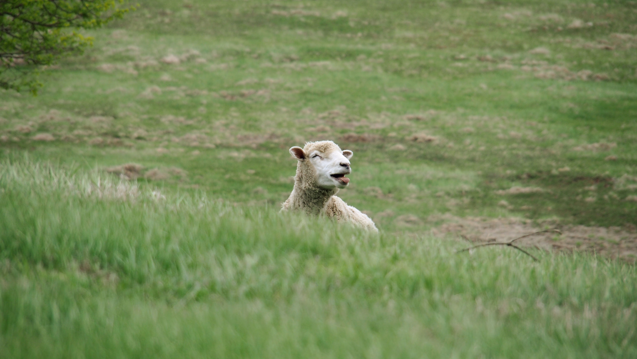 Olympus PEN E-PL3 + Olympus M.Zuiko Digital ED 14-150mm F4-5.6 sample photo. Little sheep photography