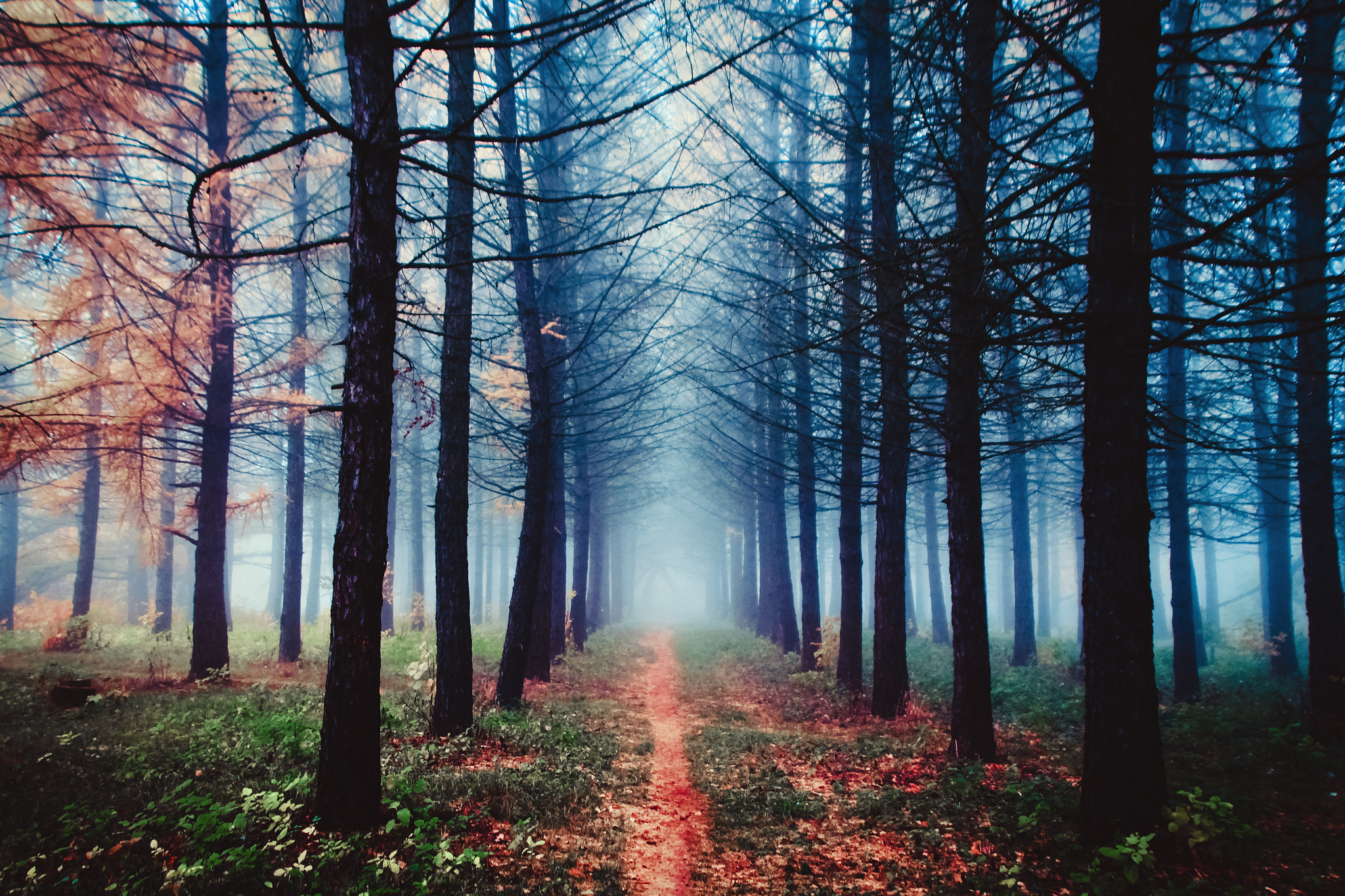 Canon EF 28-105mm f/3.5-4.5 USM sample photo. Magic forest photography
