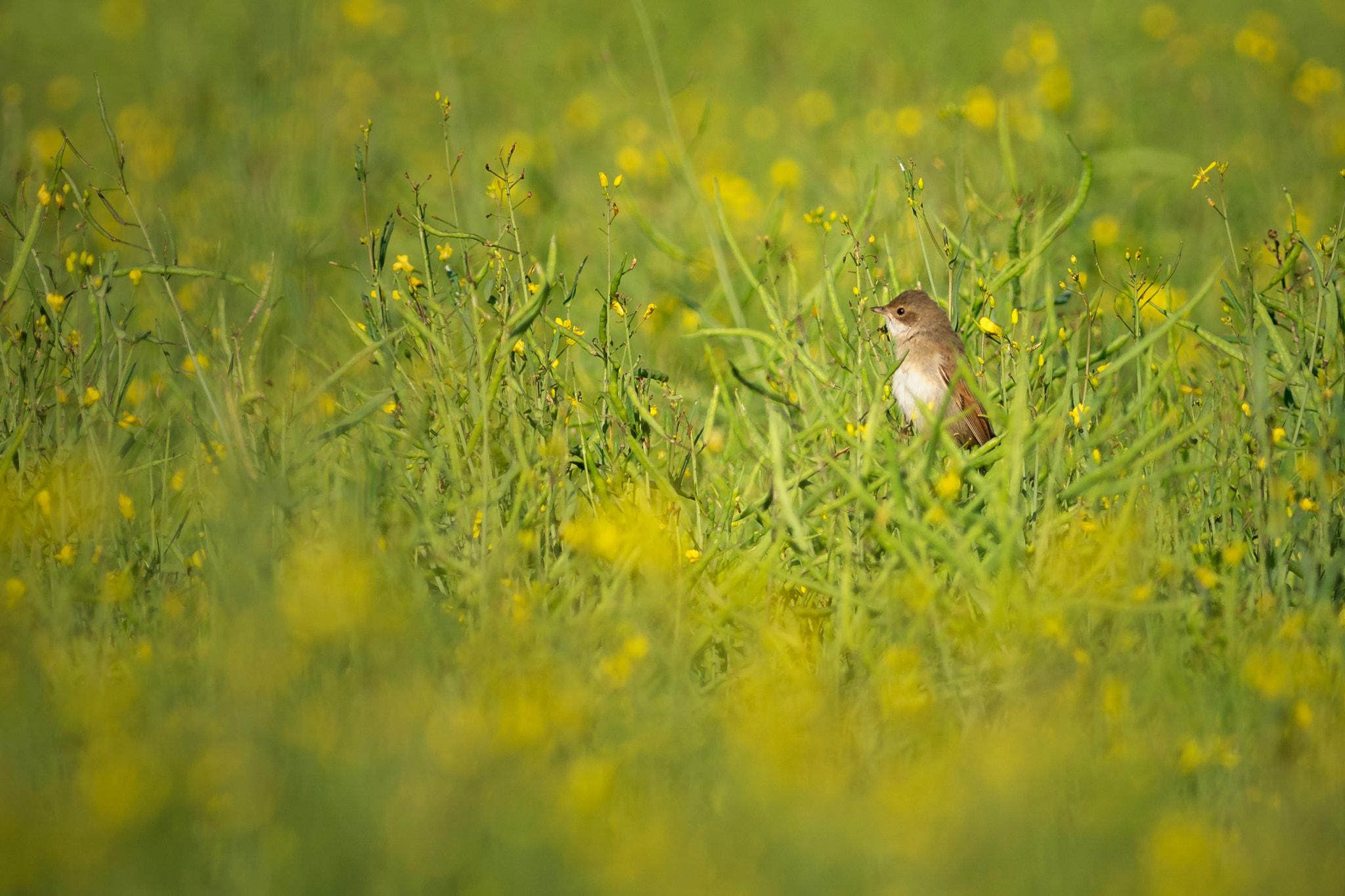 Sony a7R II + Canon EF 400mm F5.6L USM sample photo. Whitethroat in a field of yellow photography