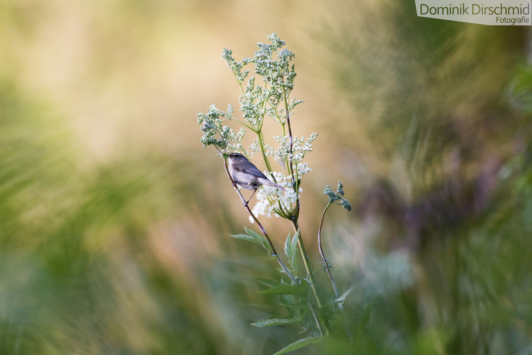 Canon EOS 70D + Canon EF 300mm F4L IS USM sample photo. Klappergrasmücke photography