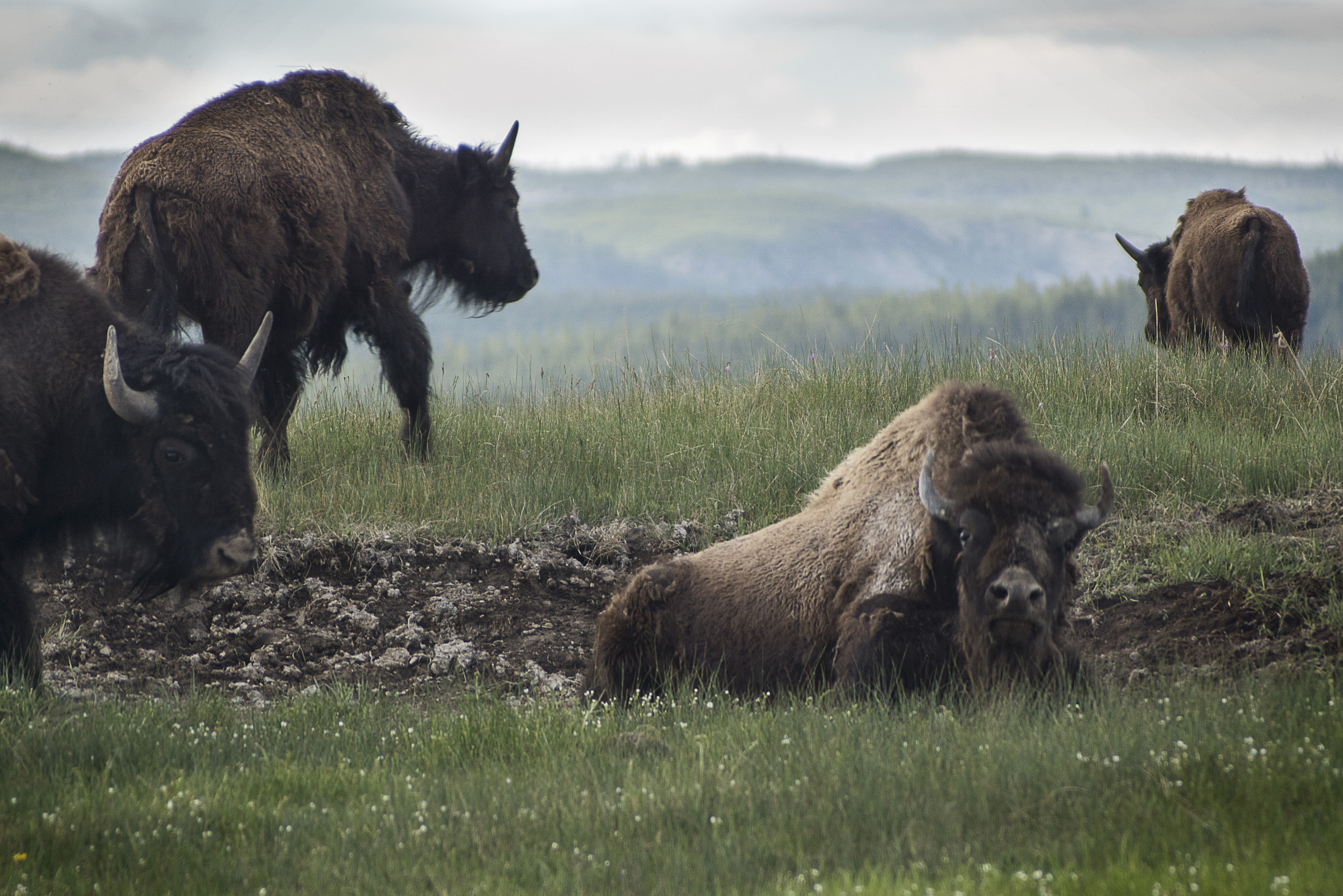 Sony ILCA-77M2 + Tokina 70-210mm F4-5.6 sample photo. The herd photography