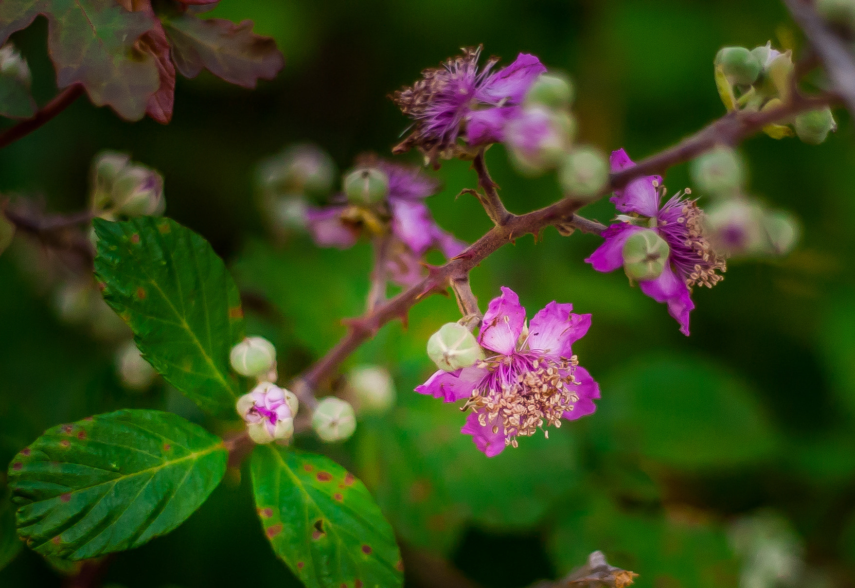 Canon EOS D30 sample photo. Flowers and thorns photography