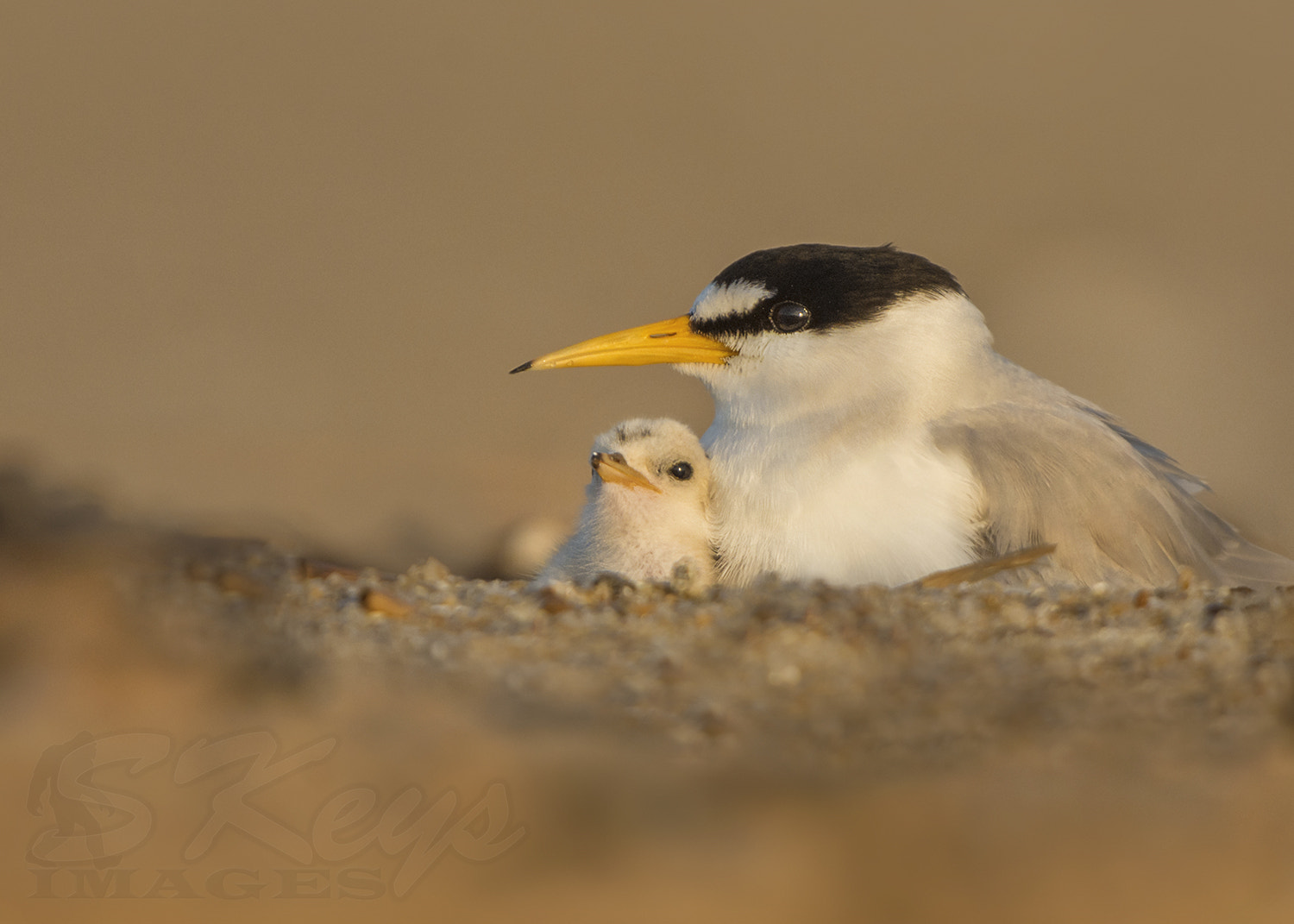 Nikon D7200 + Sigma 500mm F4.5 EX DG HSM sample photo. Cuddle (least tern) photography