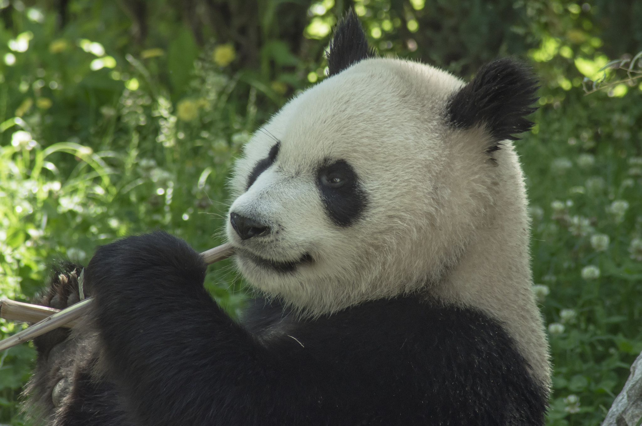 Pentax K-3 + Tamron AF 70-300mm F4-5.6 Di LD Macro sample photo. Black & white photography