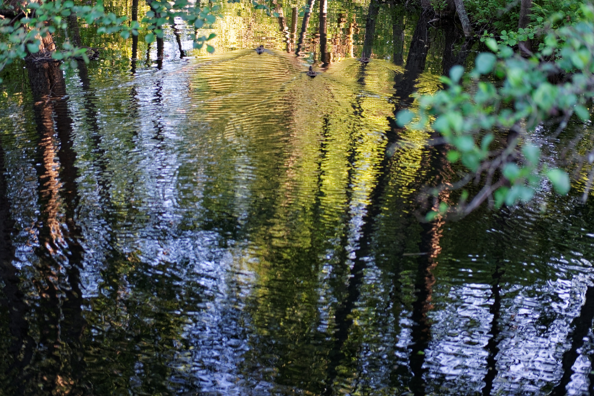 NX 45mm F1.8 [T6] 2D/3D sample photo. Ducks photography