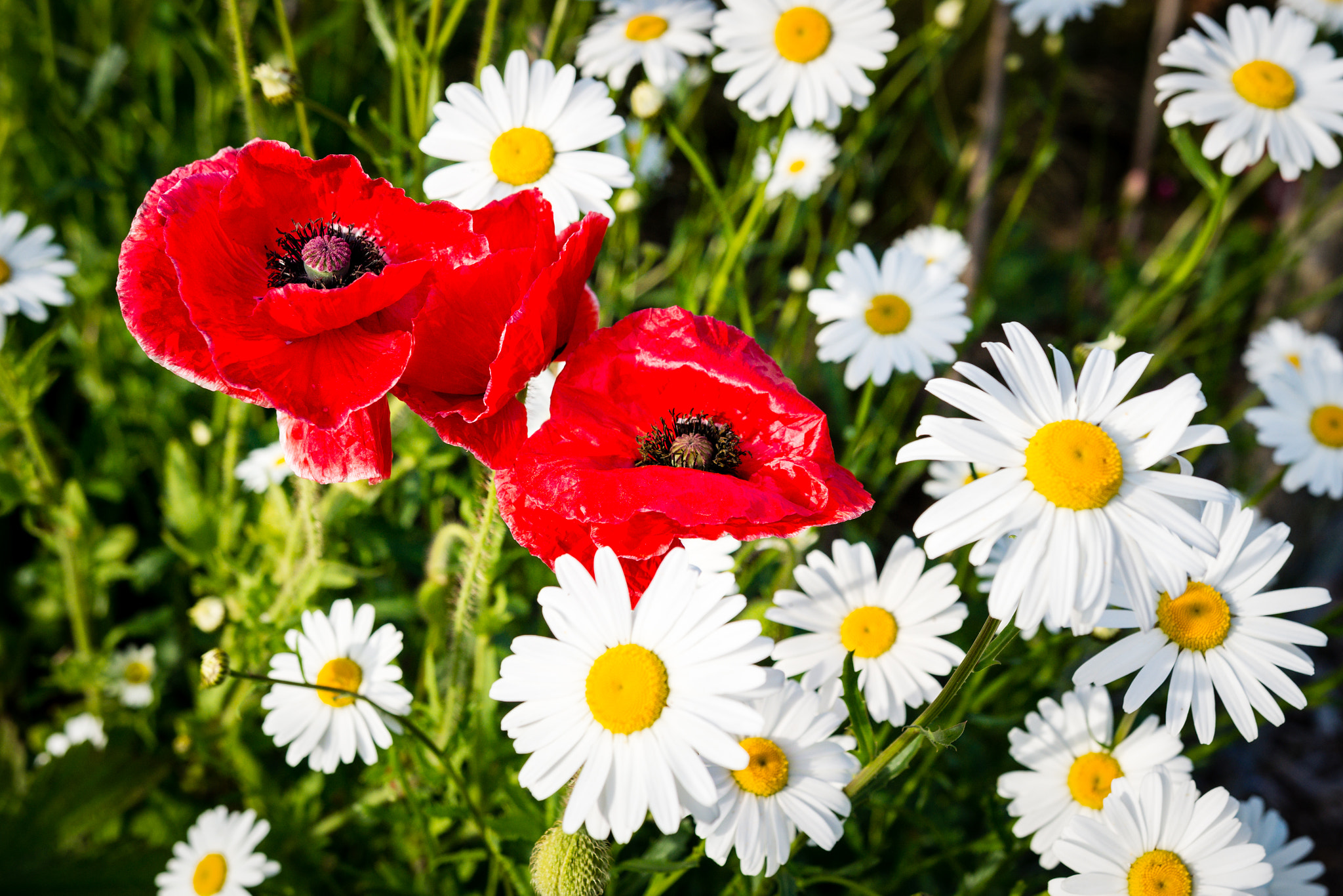 Pentax K-5 IIs sample photo. Poppies photography