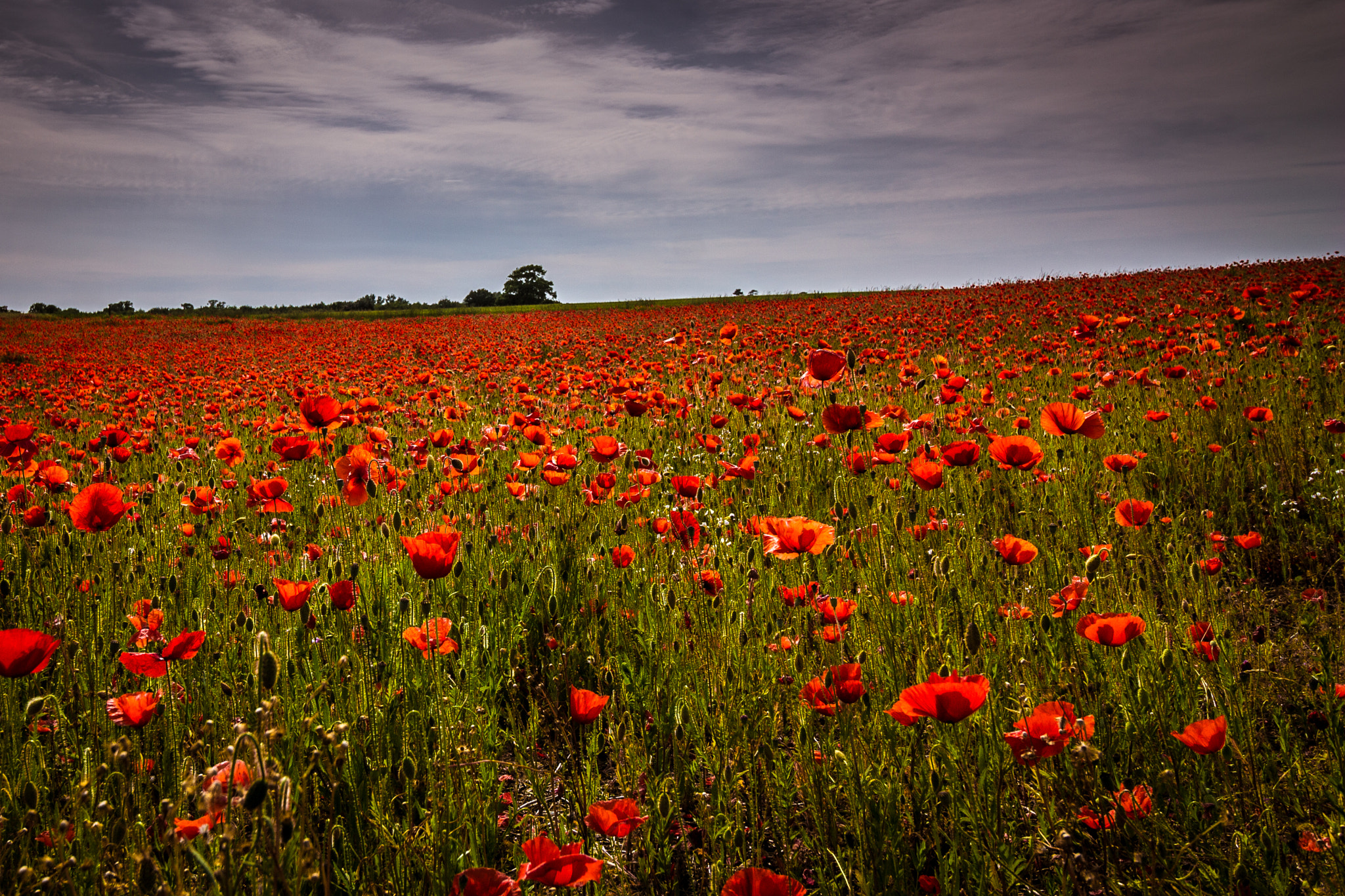 Canon EOS 1100D (EOS Rebel T3 / EOS Kiss X50) + Canon EF-S 10-18mm F4.5–5.6 IS STM sample photo. Poppy field photography