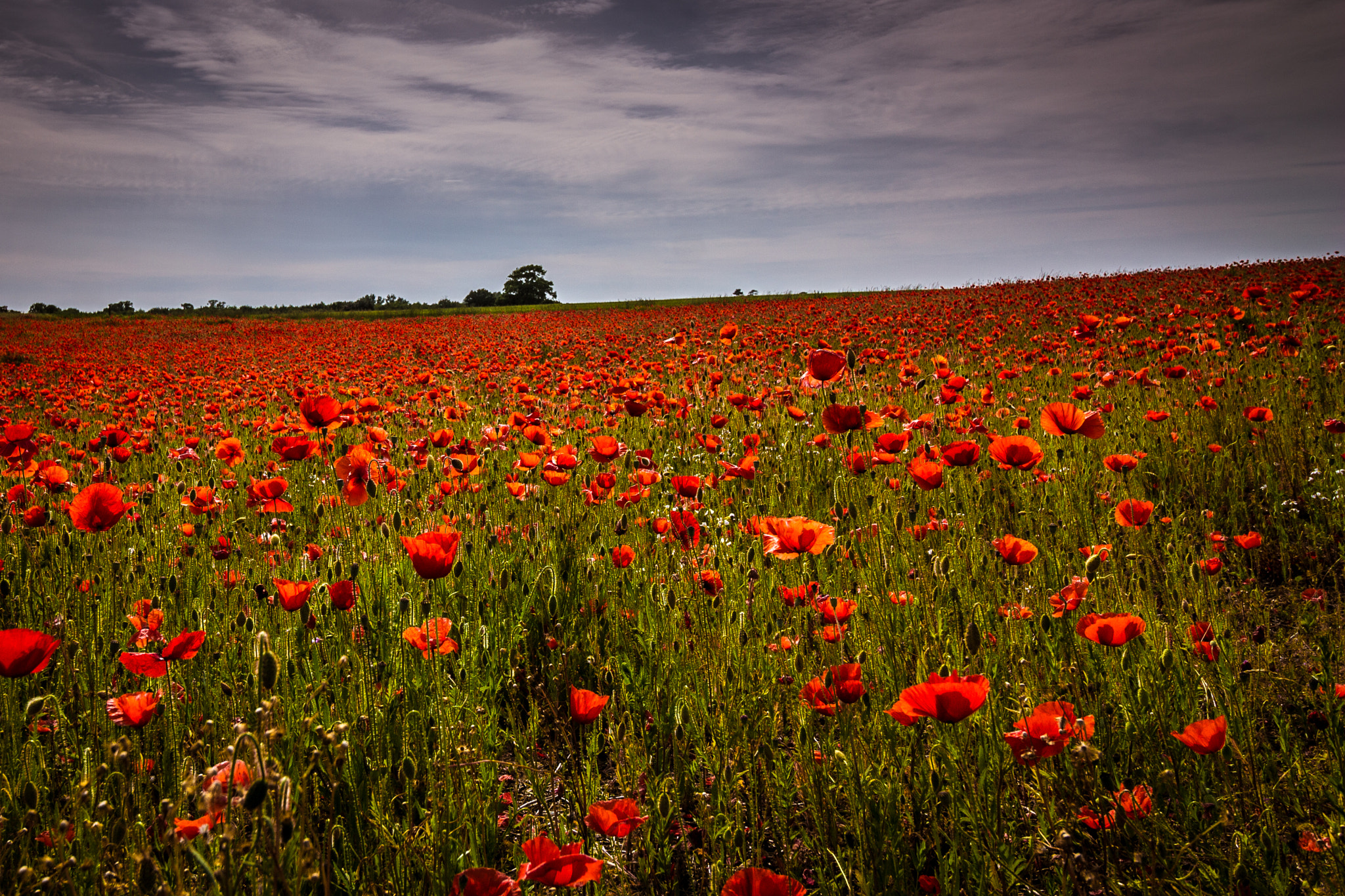 Canon EF-S 10-18mm F4.5–5.6 IS STM sample photo. Poppy field photography