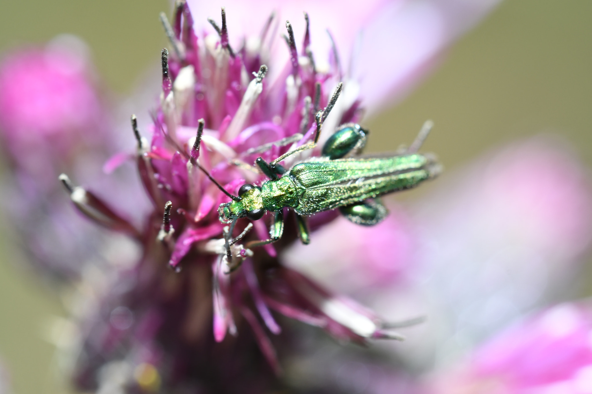 Nikon D500 + Sigma 150mm F2.8 EX DG OS Macro HSM sample photo. Thick-legged flower beetle - oedemera nobilis photography
