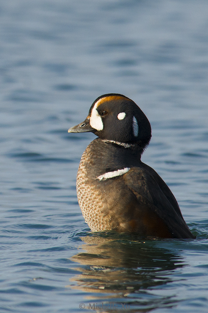 Nikon AF-S Nikkor 300mm F2.8G ED VR II sample photo. Harlequin duck photography