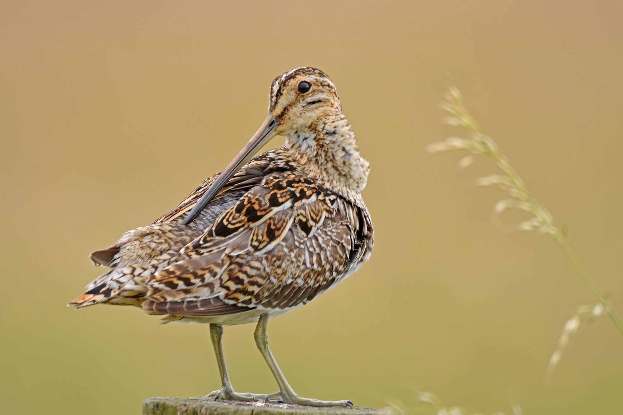 Sigma 150-600mm F5-6.3 DG OS HSM | C sample photo. Refreshed.... photography