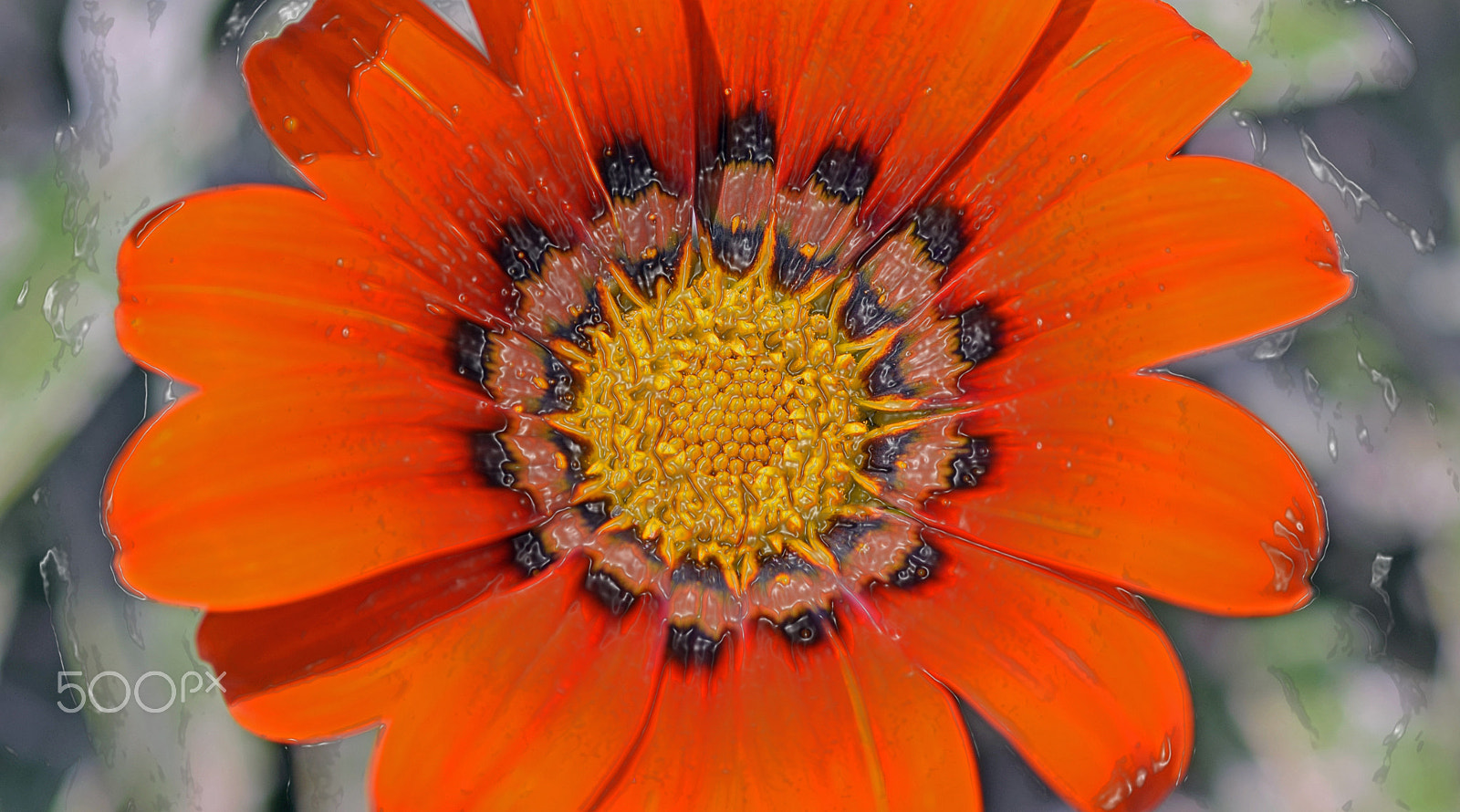 Nikon D3300 + Nikon AF Micro-Nikkor 60mm F2.8D sample photo. Orange bloom photography