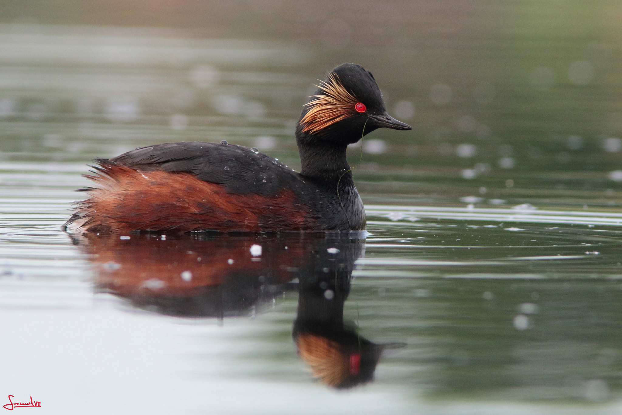 Canon EOS 70D + Canon EF 400mm F5.6L USM sample photo. Black-necked grebe photography