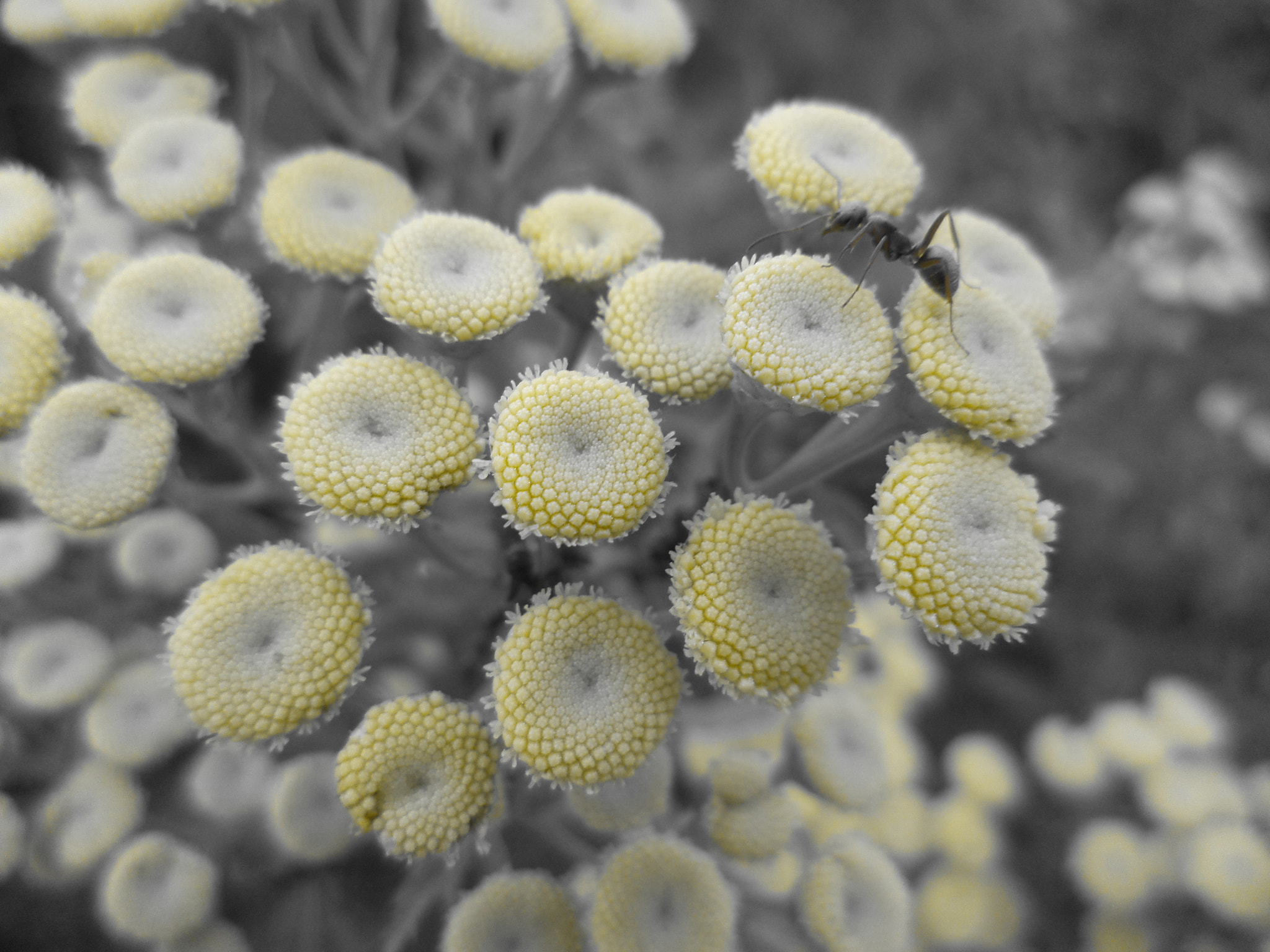 Sony DSC-S5000 sample photo. Macro flowers photography