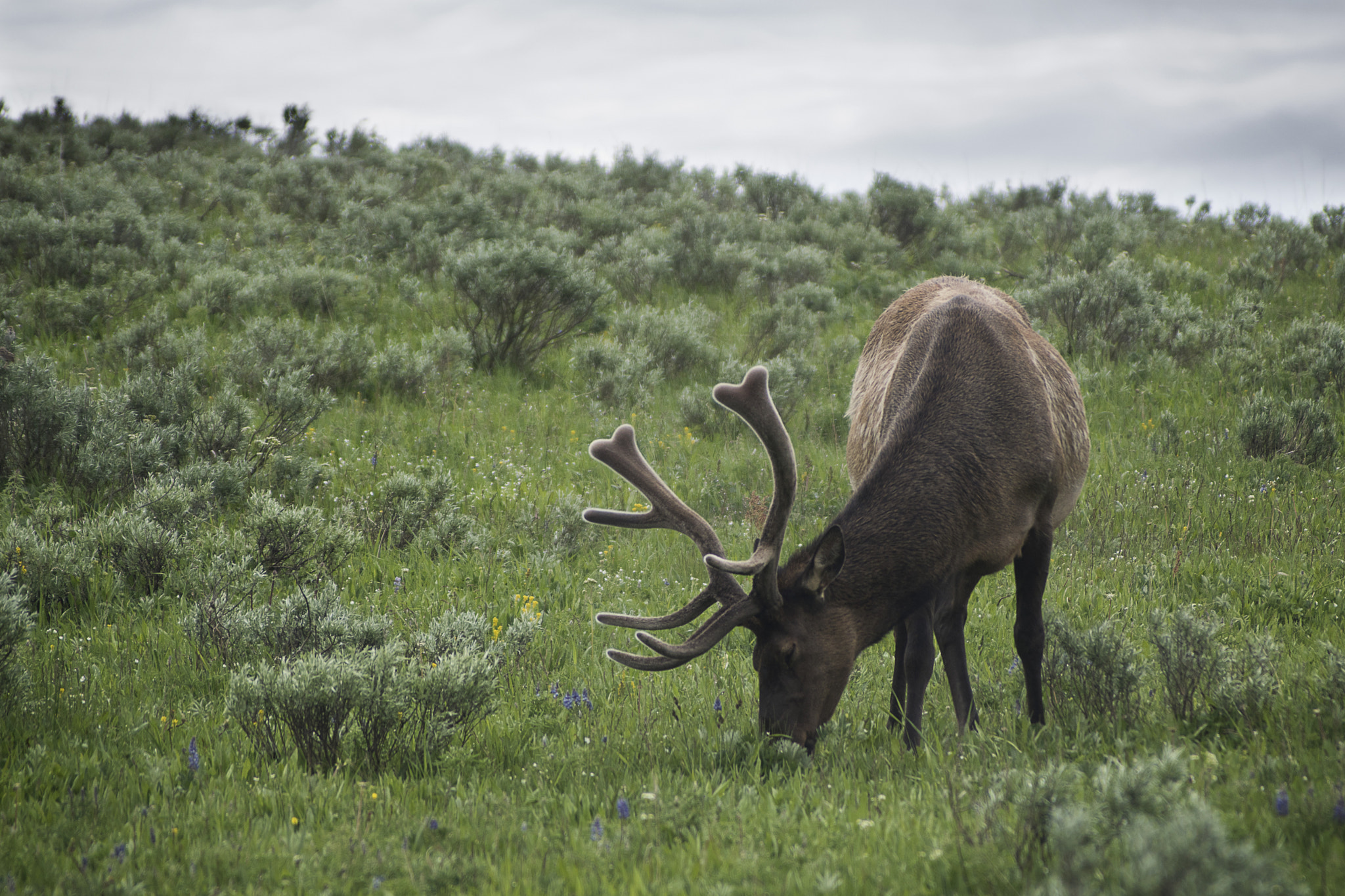 Tokina 70-210mm F4-5.6 sample photo. Grazing photography