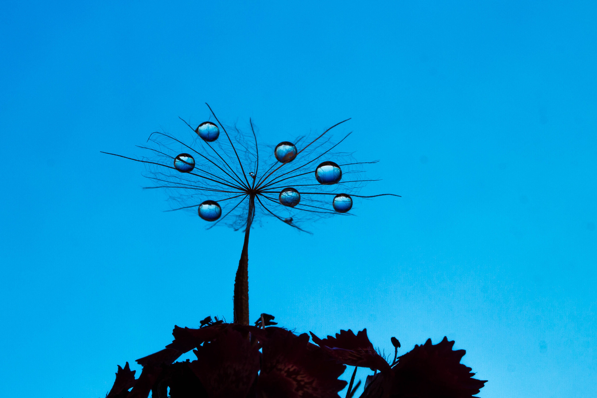 Canon EF 100mm F2.8 Macro USM sample photo. Dreamcatcher photography
