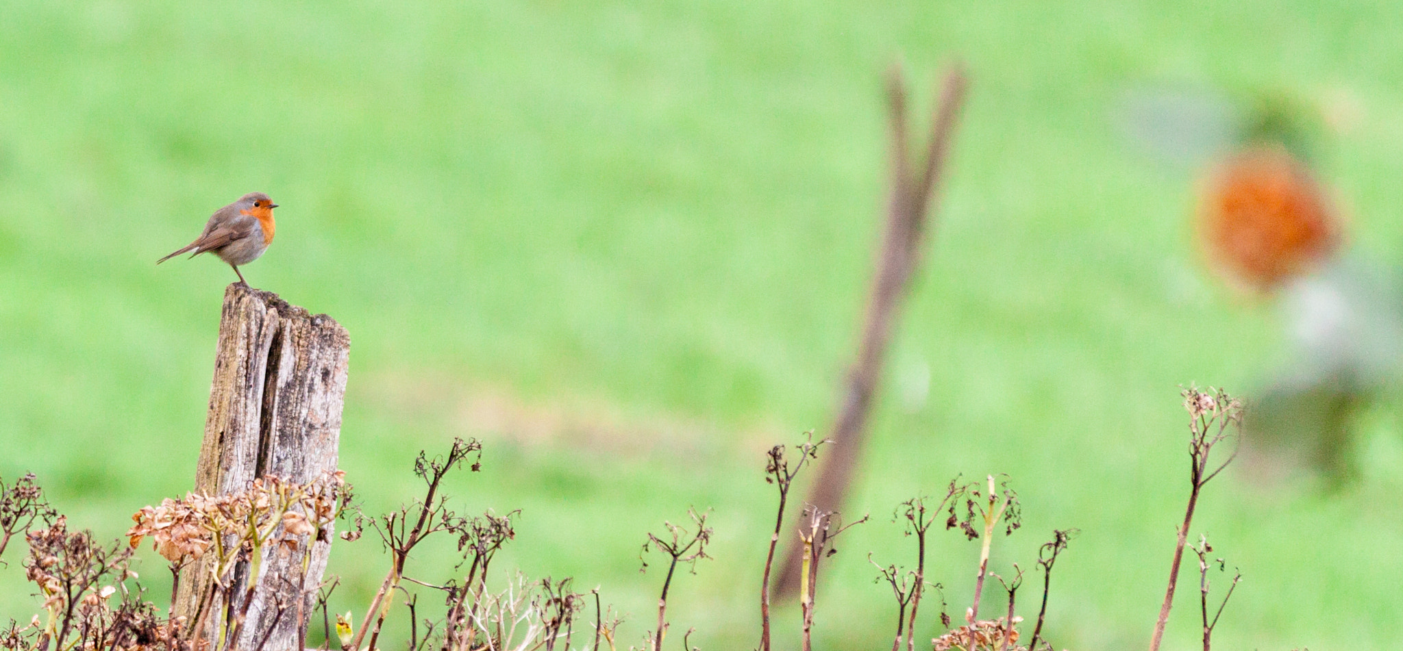 Sigma 70-200mm F2.8 EX DG OS HSM sample photo. Txantxangorria photography
