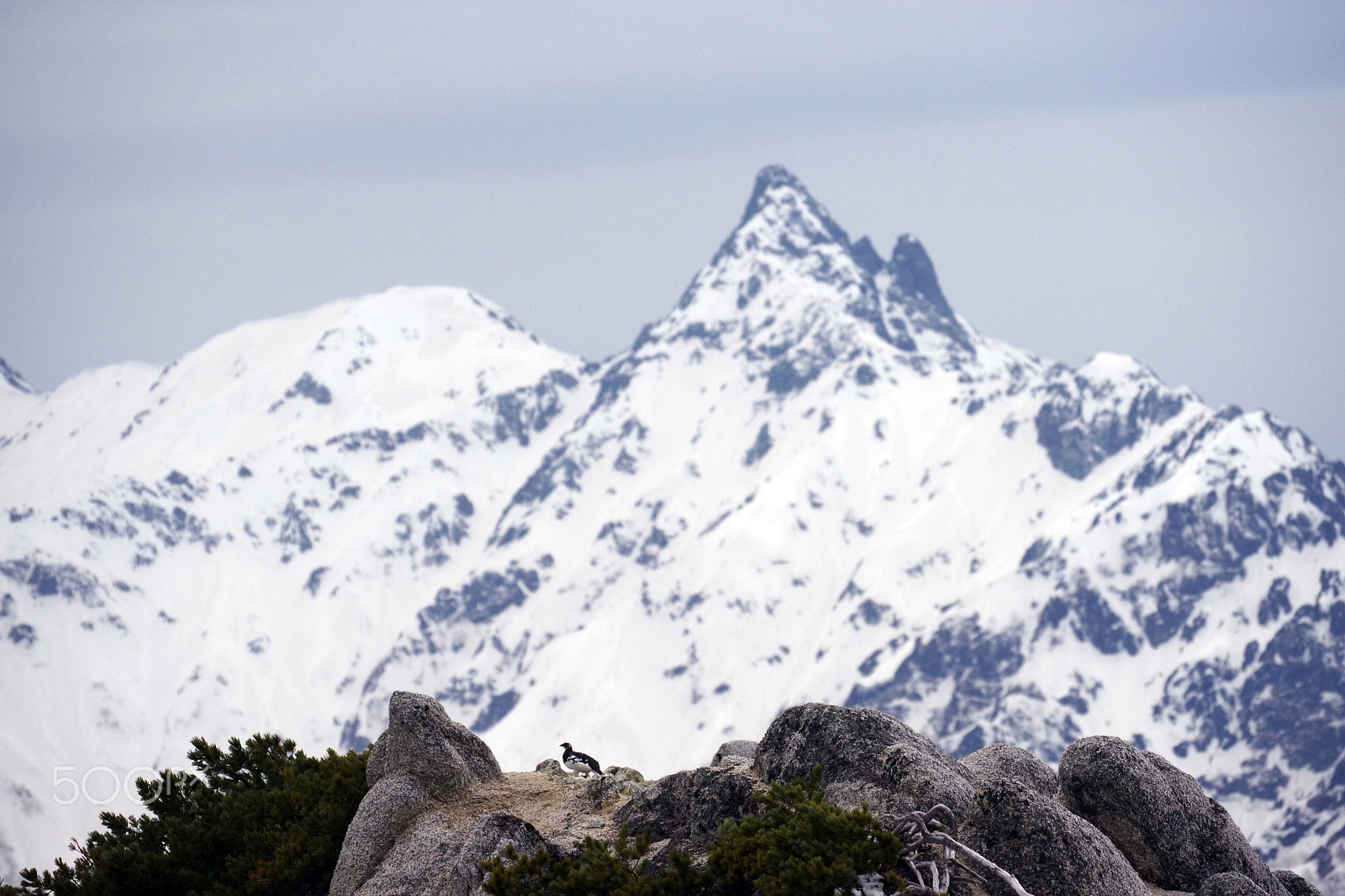 Pentax K-70 sample photo. Ptarmigan photography