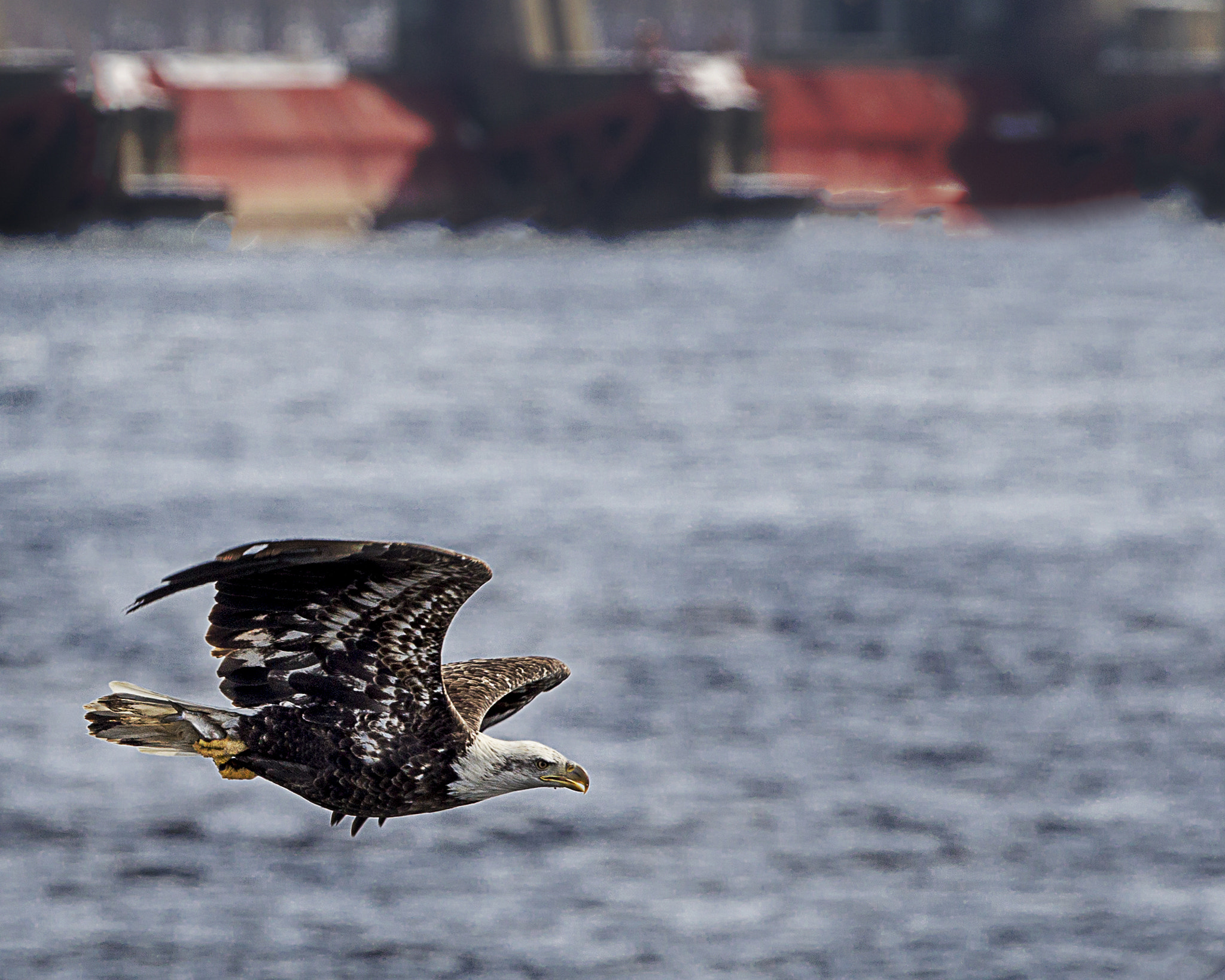 Canon EF 300mm F2.8L IS II USM sample photo. Got one photography