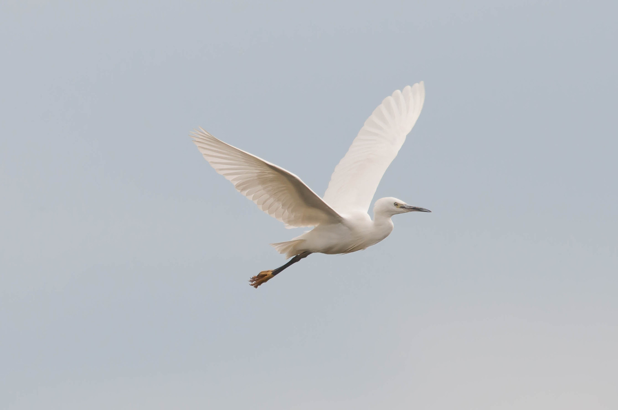 Sigma 150-600mm F5-6.3 DG OS HSM | C sample photo. Kleine zilverreiger photography