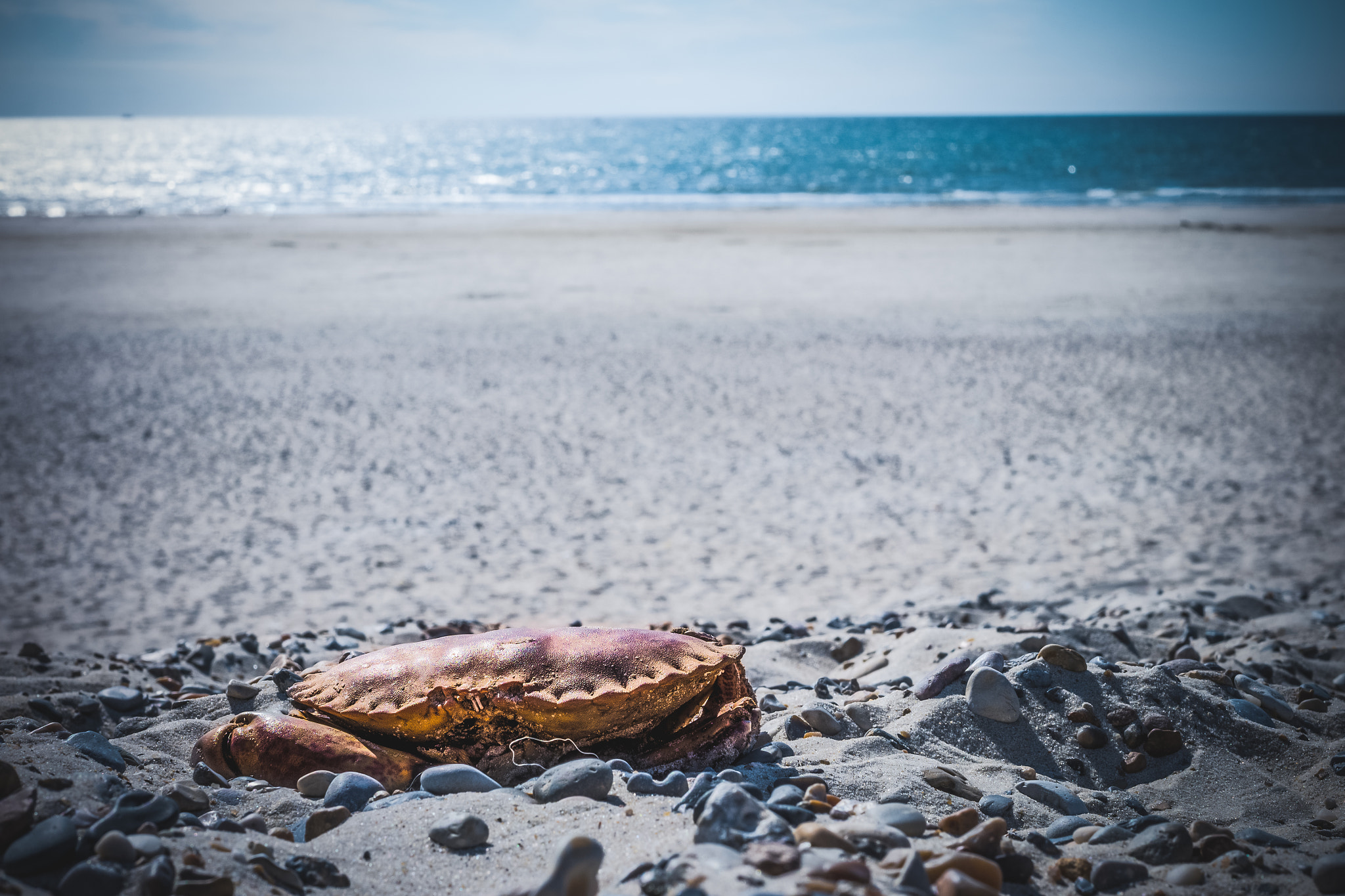 Fujifilm X-A1 sample photo. It´s a crab!!! photography