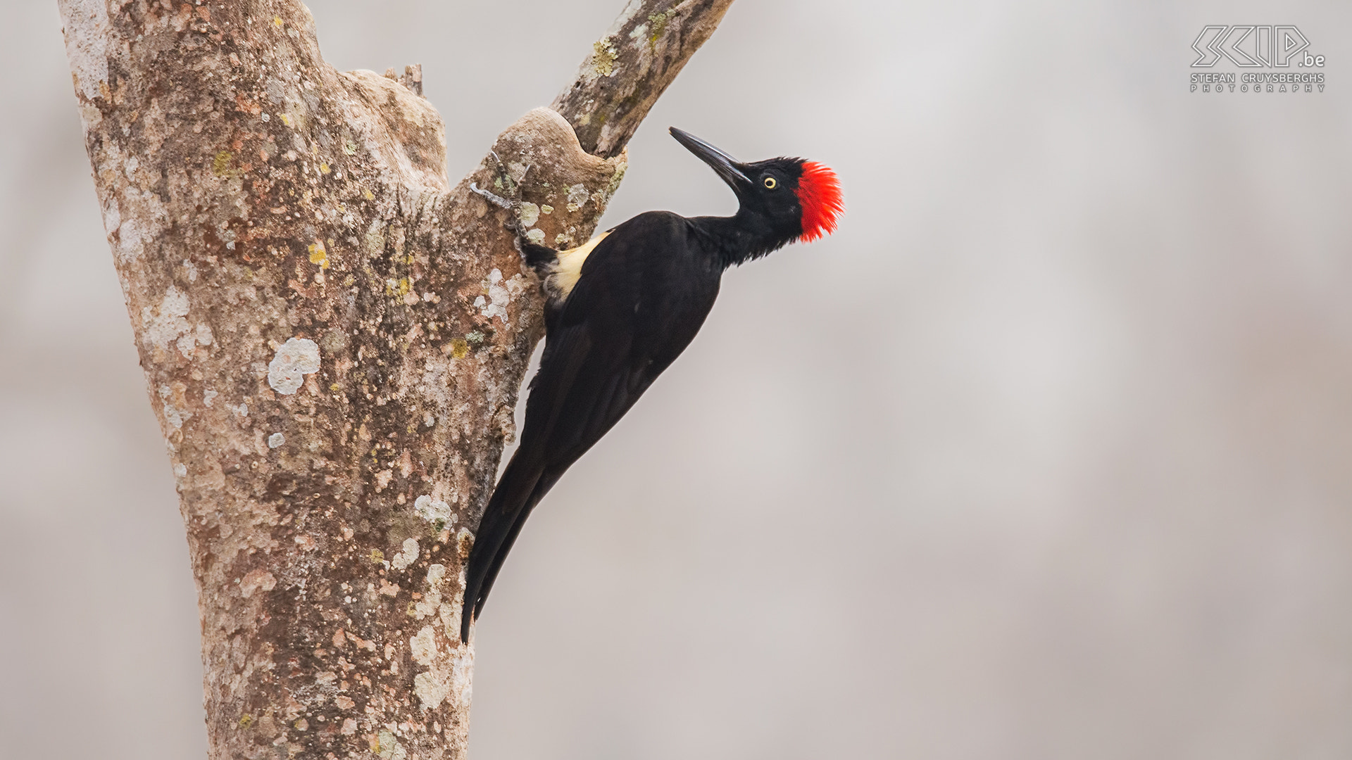 Sigma 150-600mm F5-6.3 DG OS HSM | S sample photo. White-bellied woodpecker photography