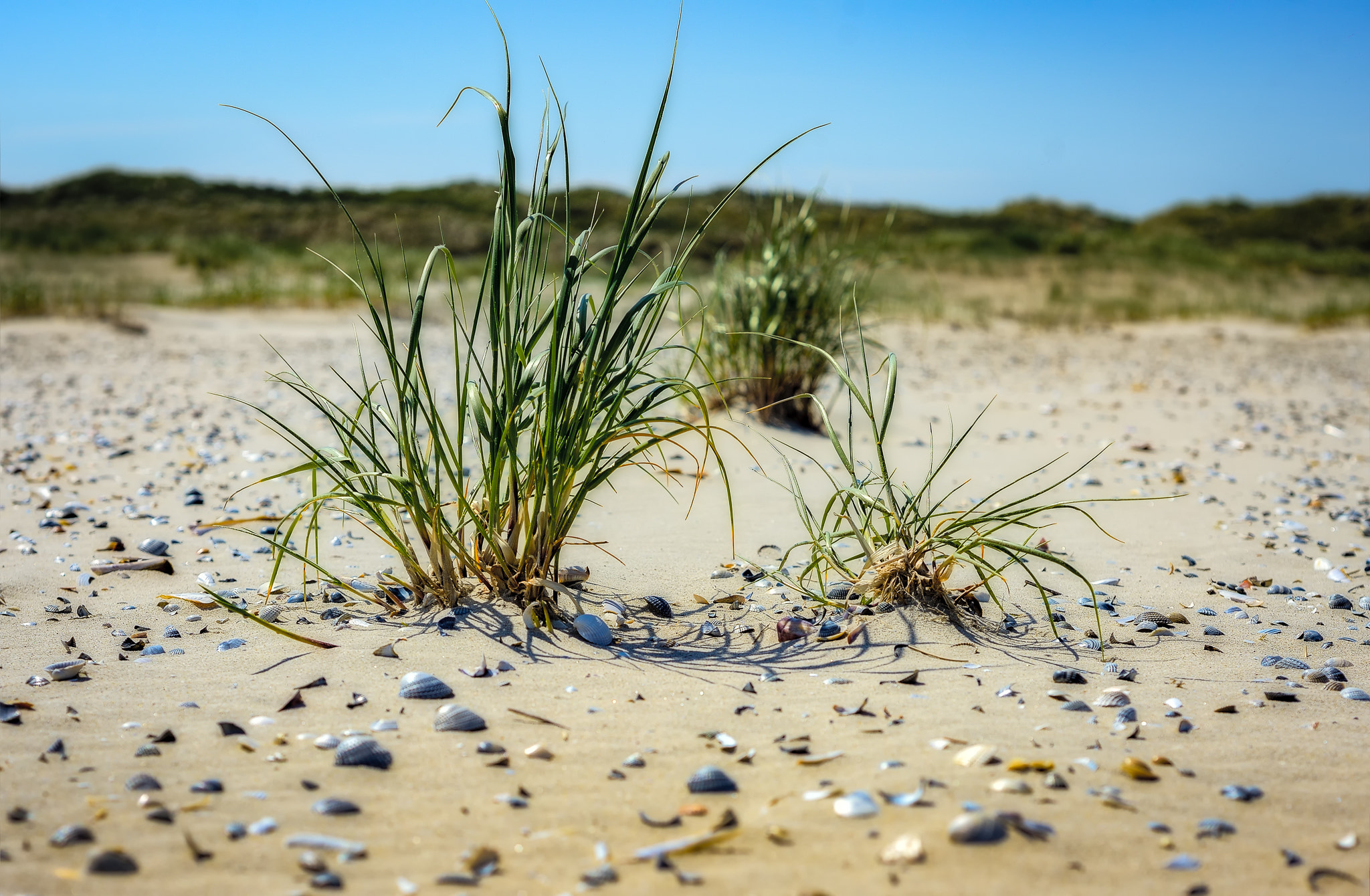 Nikon D800 + AF Nikkor 50mm f/1.8 sample photo. Dunes are alive photography