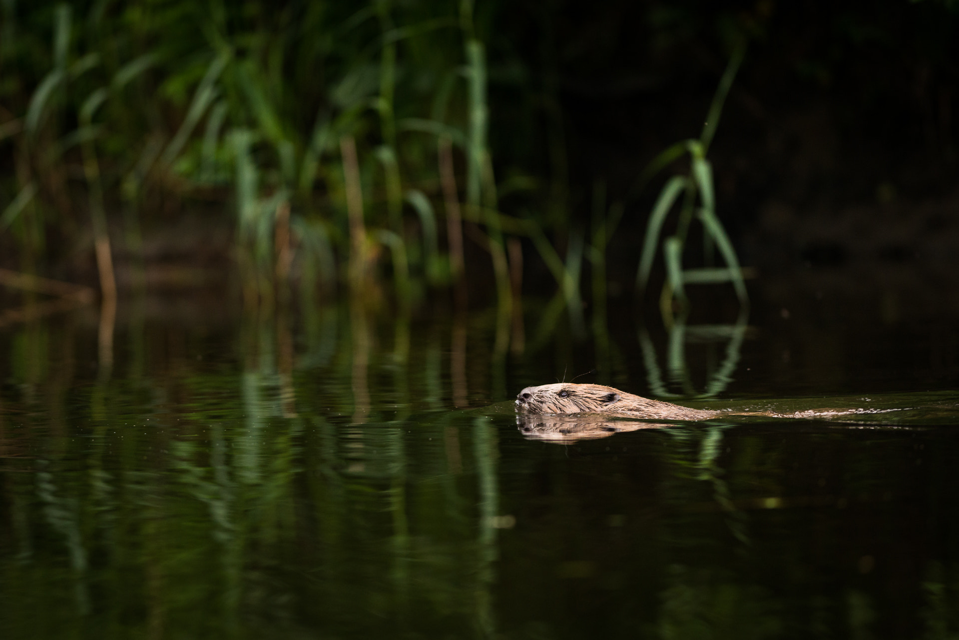 Nikon AF-S Nikkor 300mm F2.8G ED VR II sample photo. Swimming beaver photography