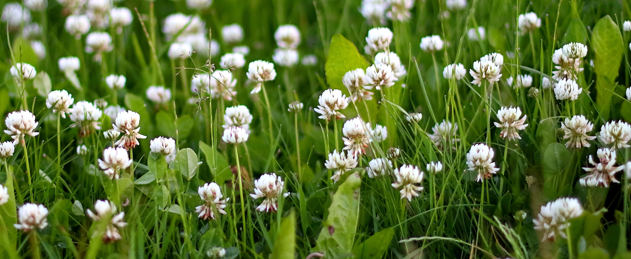 Canon EOS 550D (EOS Rebel T2i / EOS Kiss X4) + Canon EF 50mm F1.4 USM sample photo. White clover photography