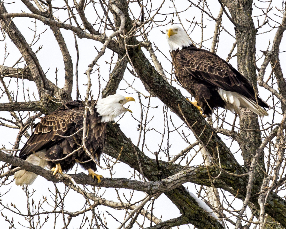 Canon EOS-1D Mark IV + Canon EF 300mm F2.8L IS II USM sample photo. This is my tree photography