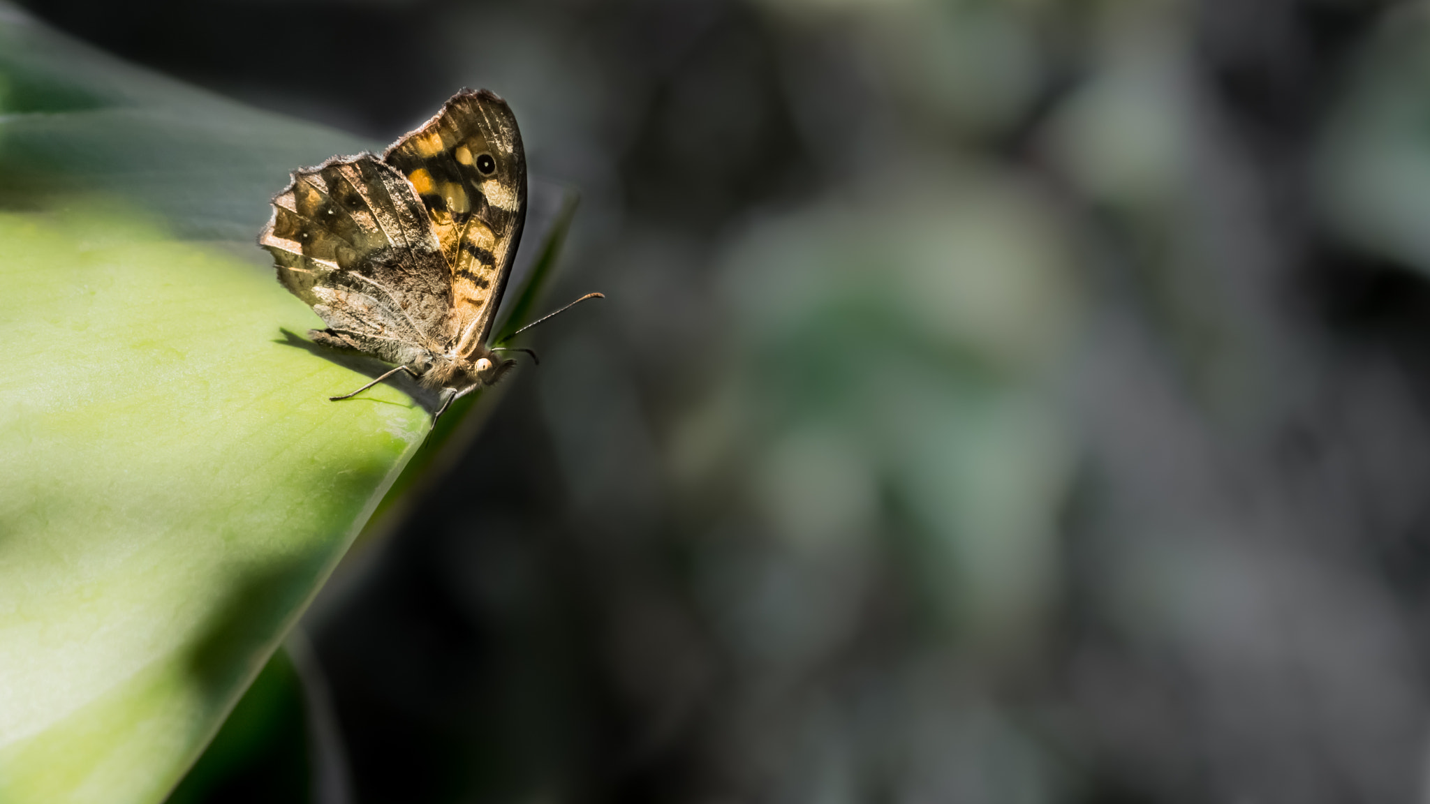 Canon EOS 600D (Rebel EOS T3i / EOS Kiss X5) + Tamron SP AF 90mm F2.8 Di Macro sample photo. Madeiran speckled wood butterfly photography