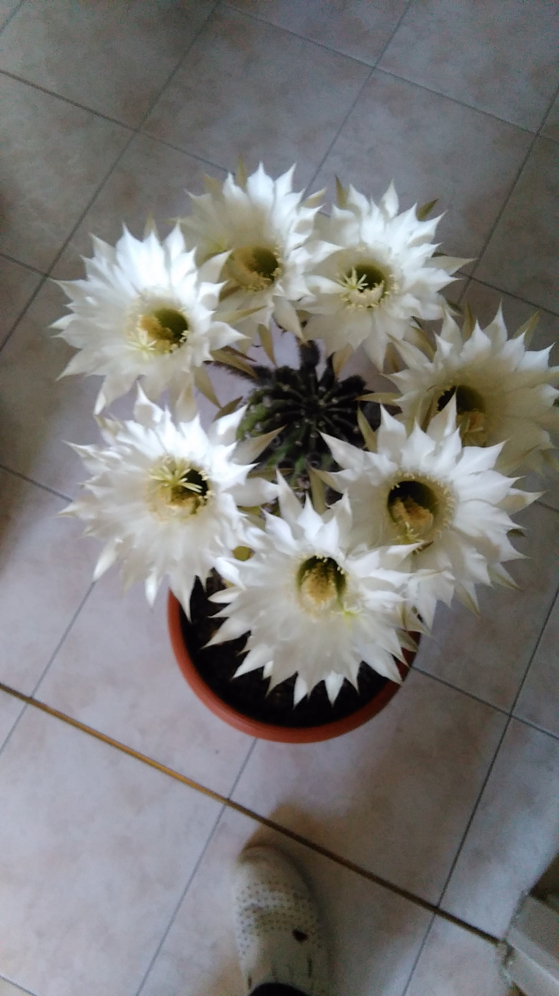 HUAWEI G620S-L01 sample photo. Cactus photography