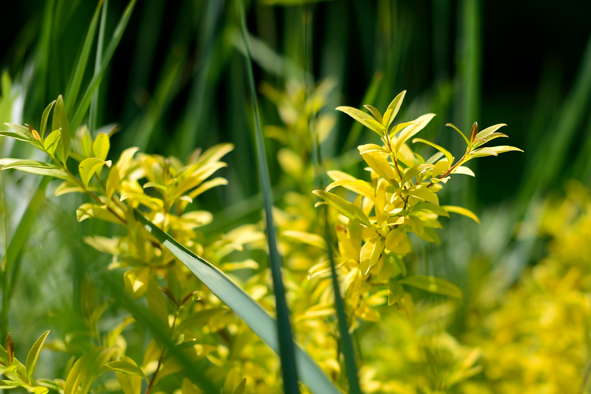 Nikon D600 + Sigma 50mm F1.4 EX DG HSM sample photo. Yellow flowers photography